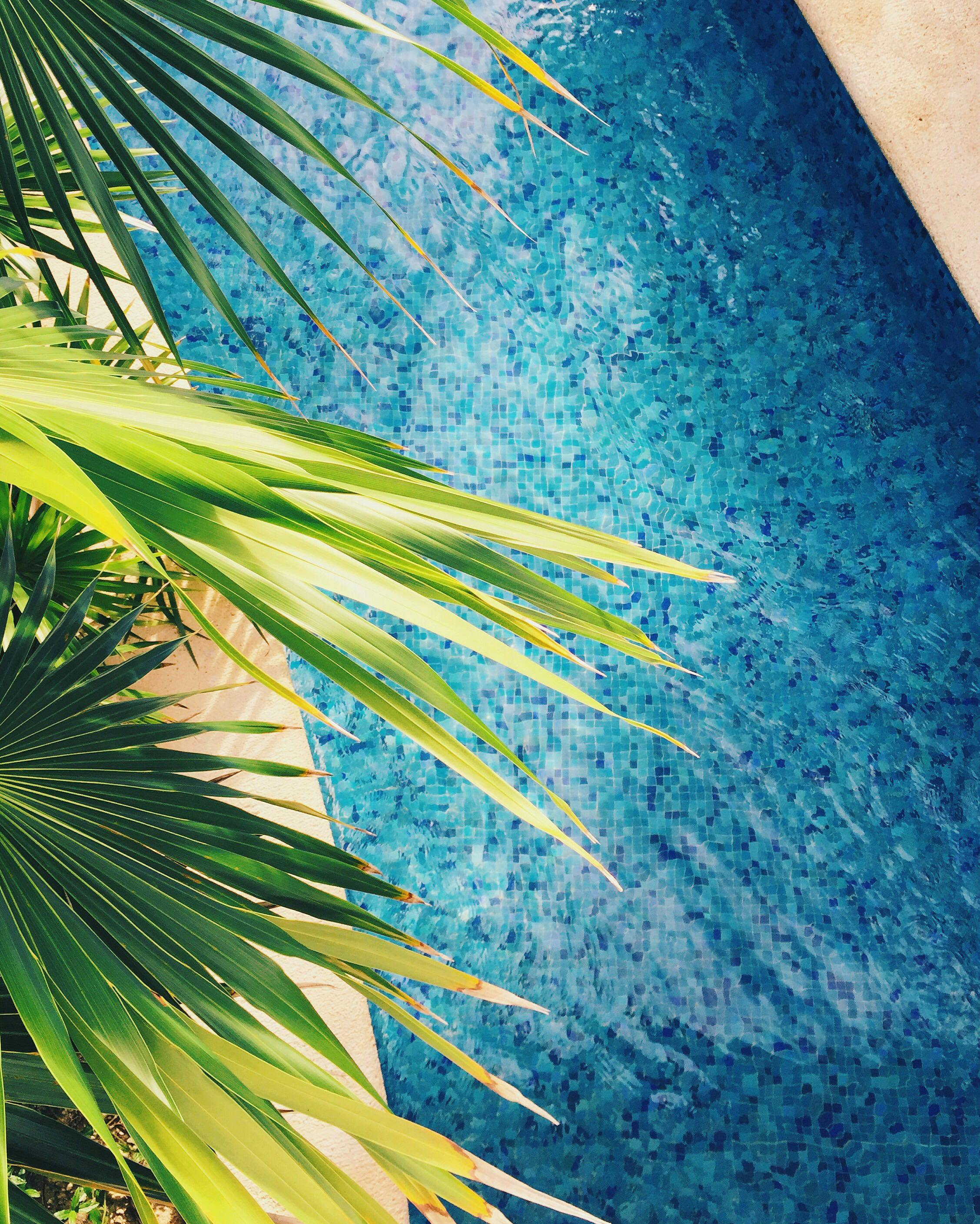 Palm tree leaves hanging over a clear blue pool