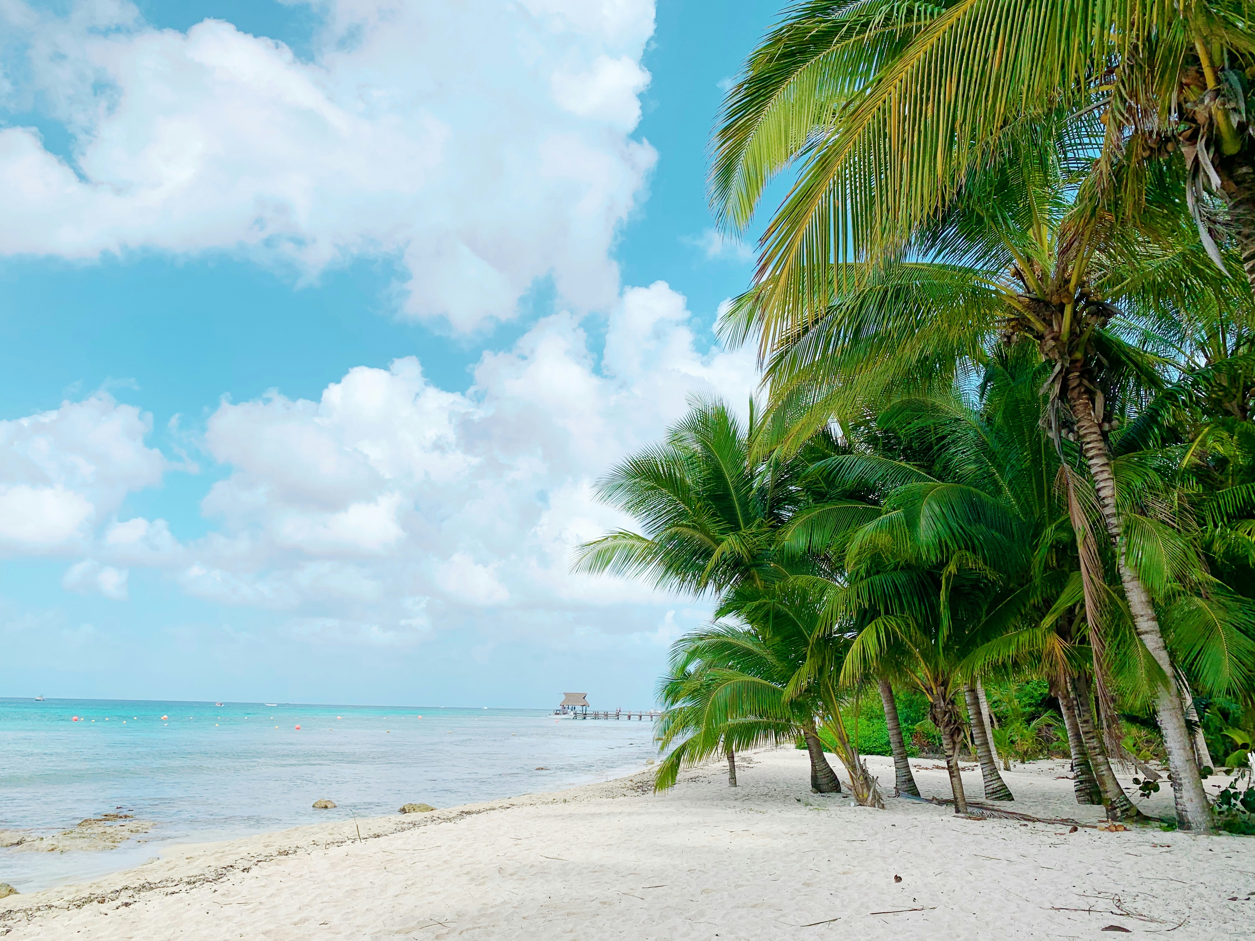 White sand with palm trees to one side and ocean to the other