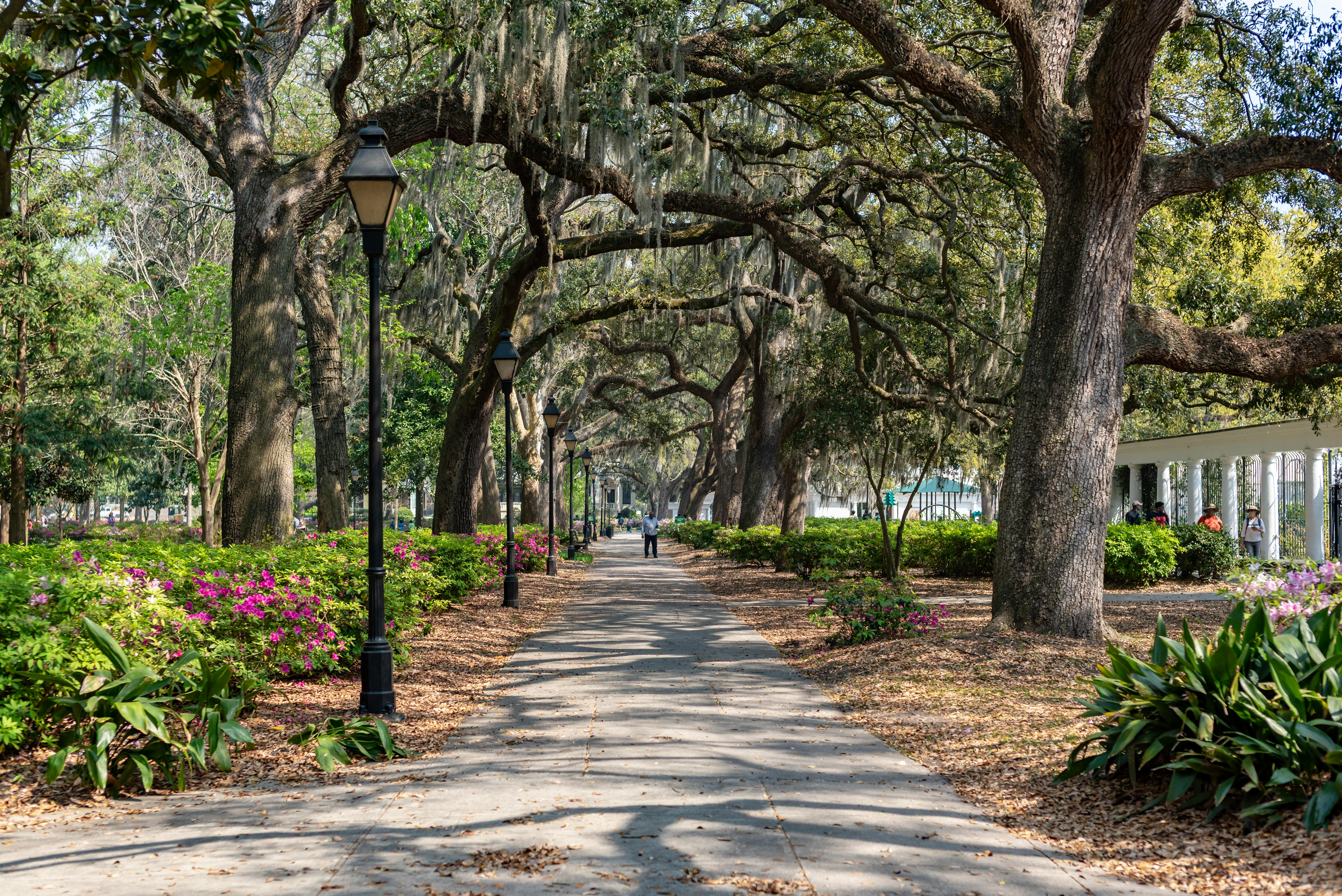 A wide path beneath tall oak trees in a city park