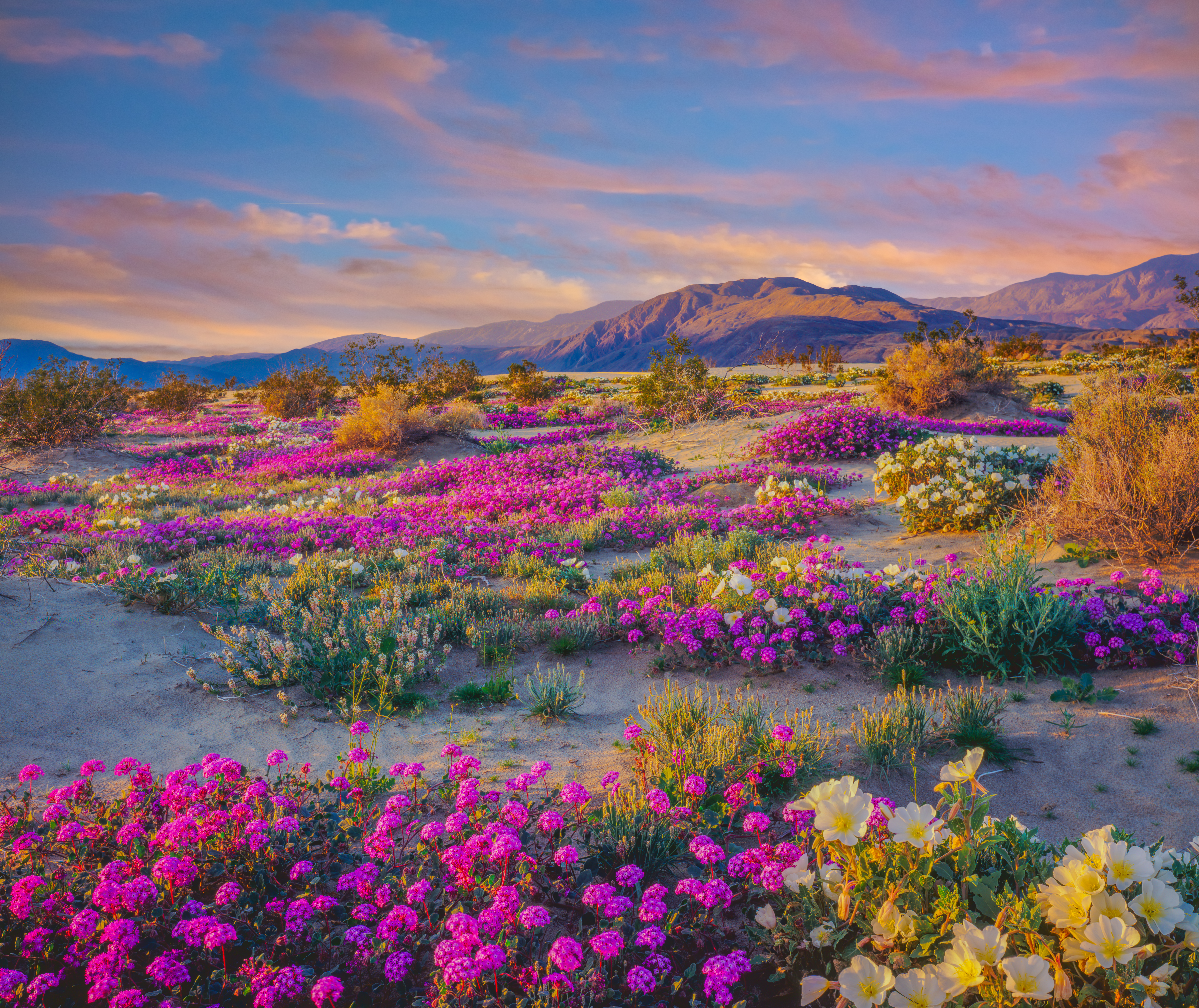 Pink and white flowers cover a rocky field with mountains in the background at sunset