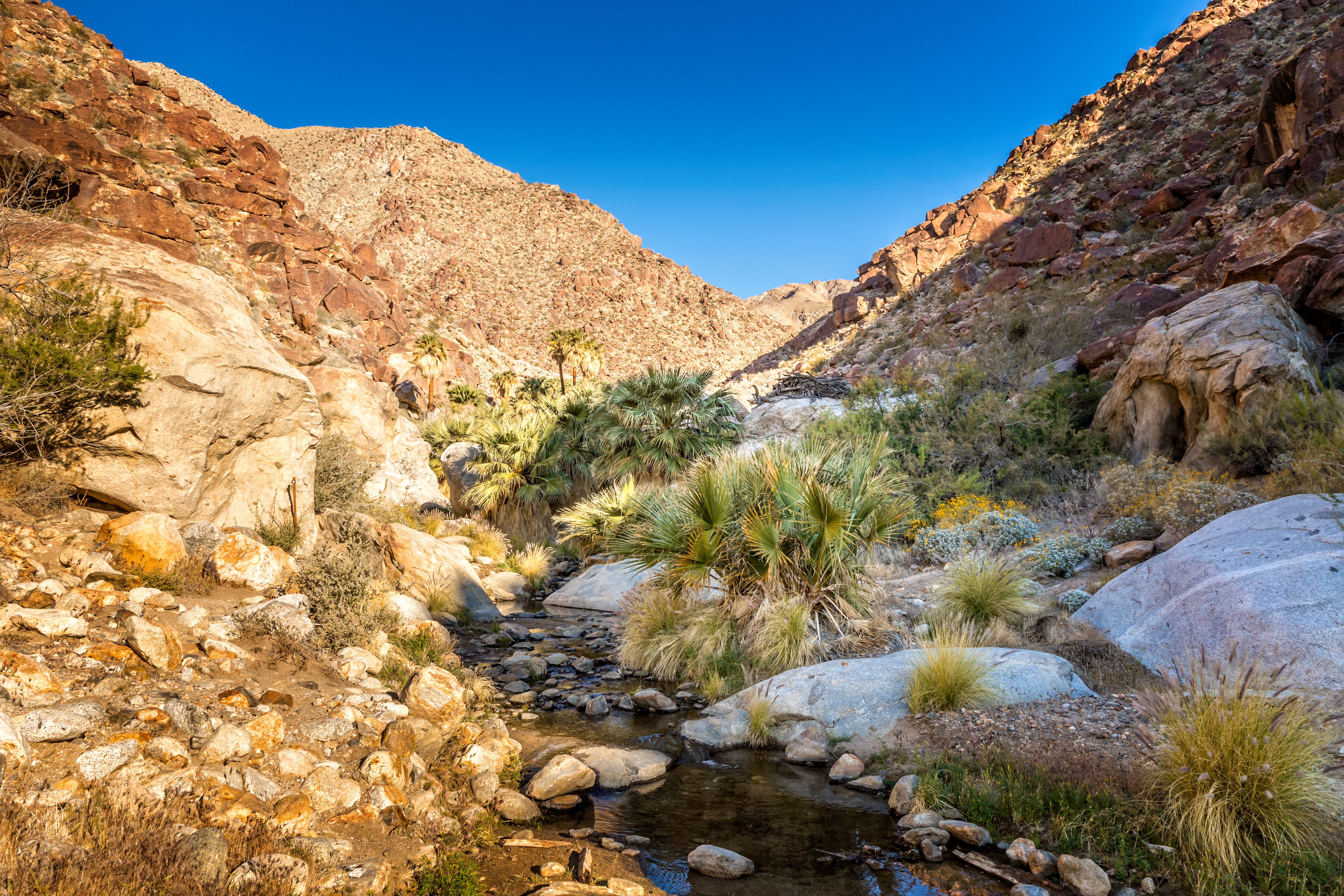 Rocky valley with palm trees and a stream trickling down