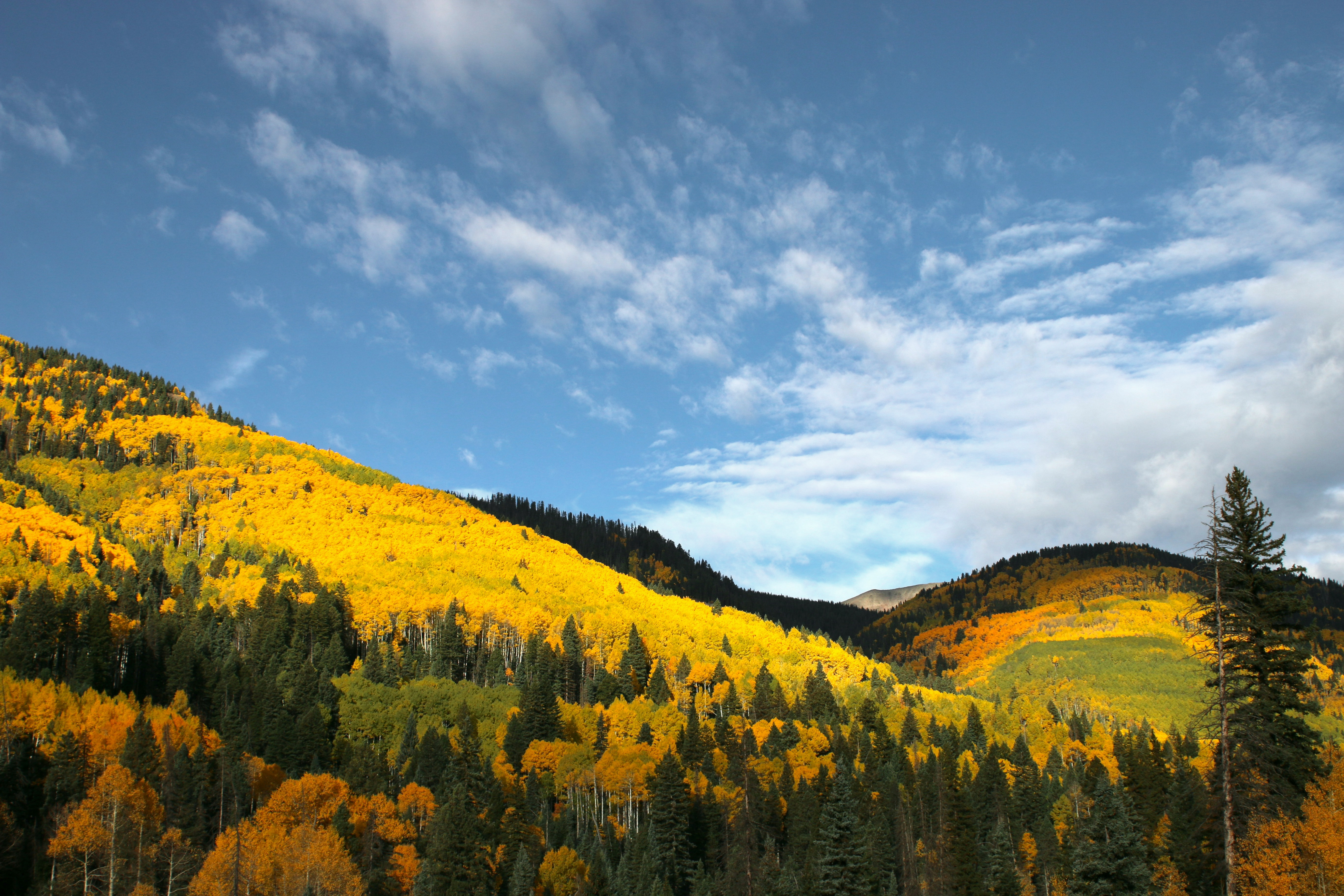Yellow trees covering rolling mountains in Colorado