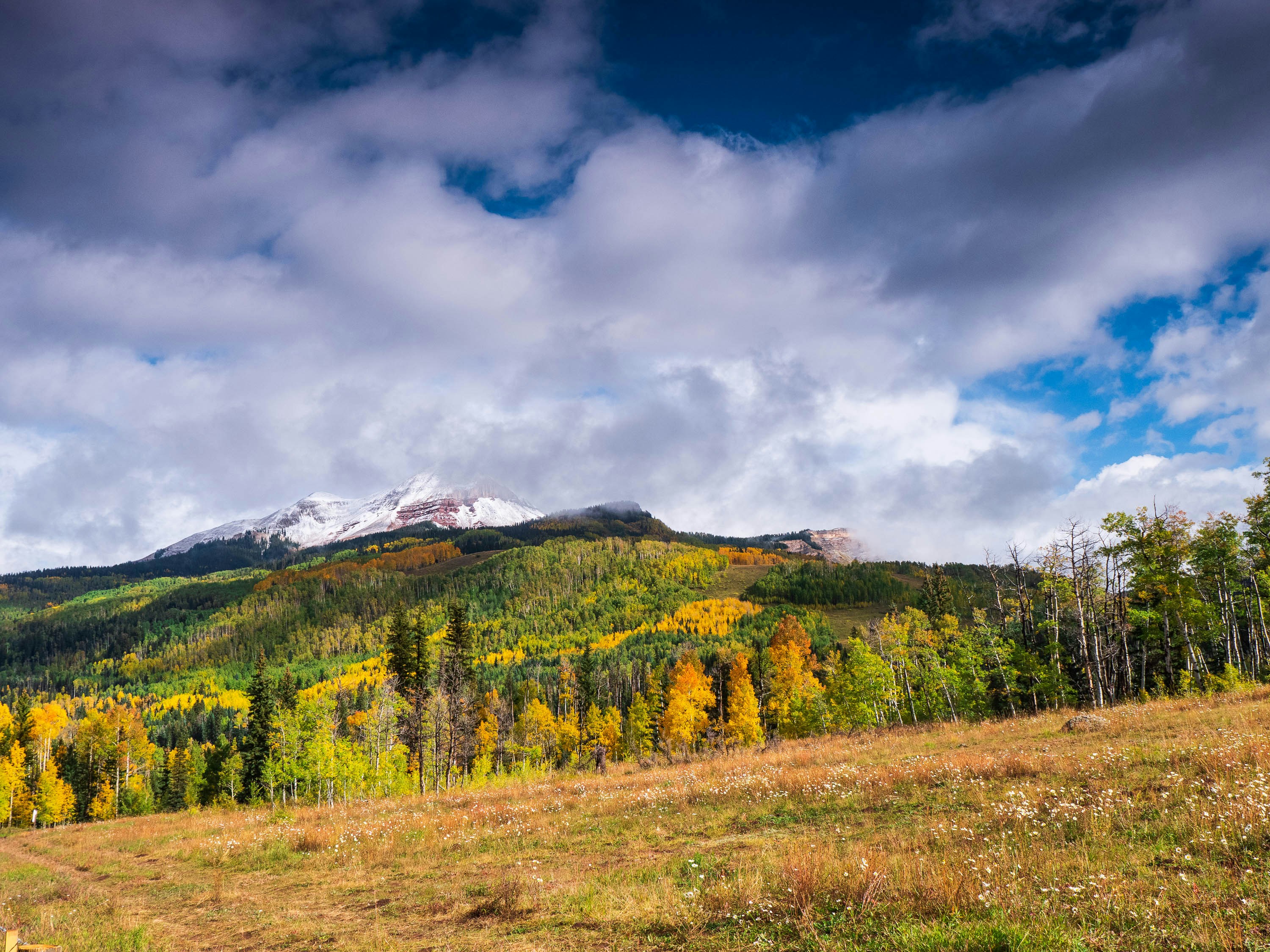 Orange trees covering a mountain in Colorado
