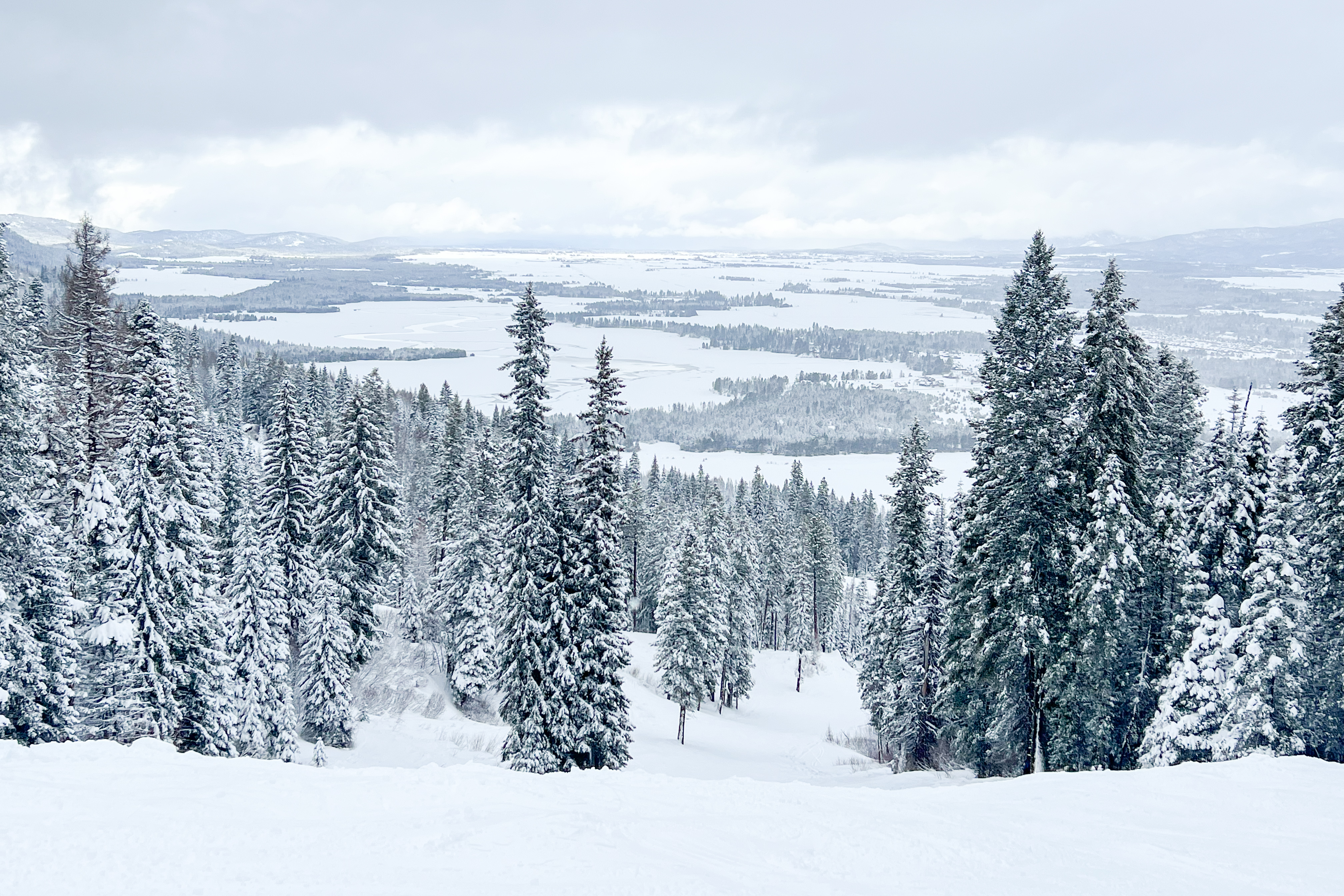 Snowy forest scene with beautiful evergreens covering a mountain