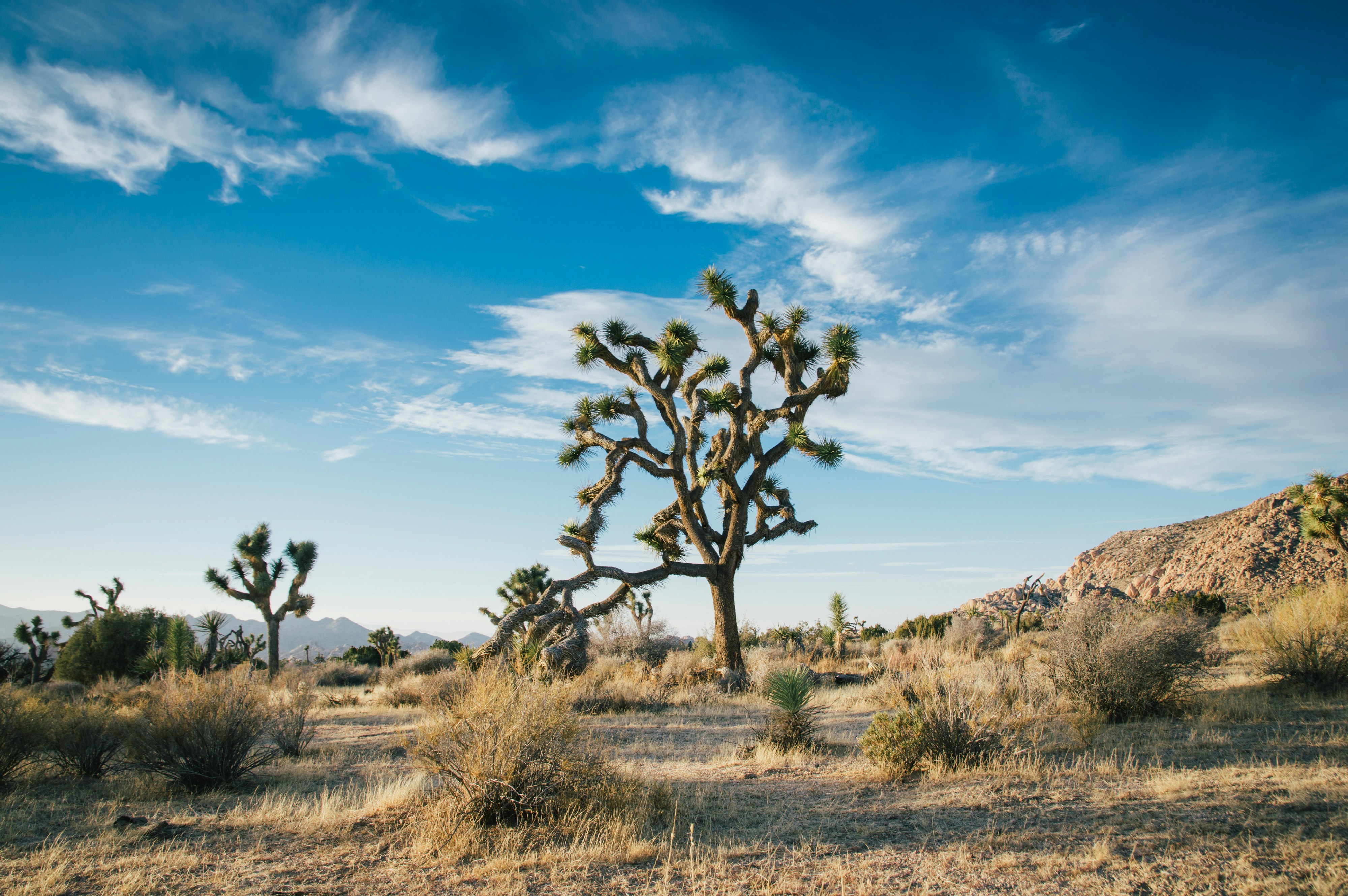 Desert landscape with uniquely shaped trees