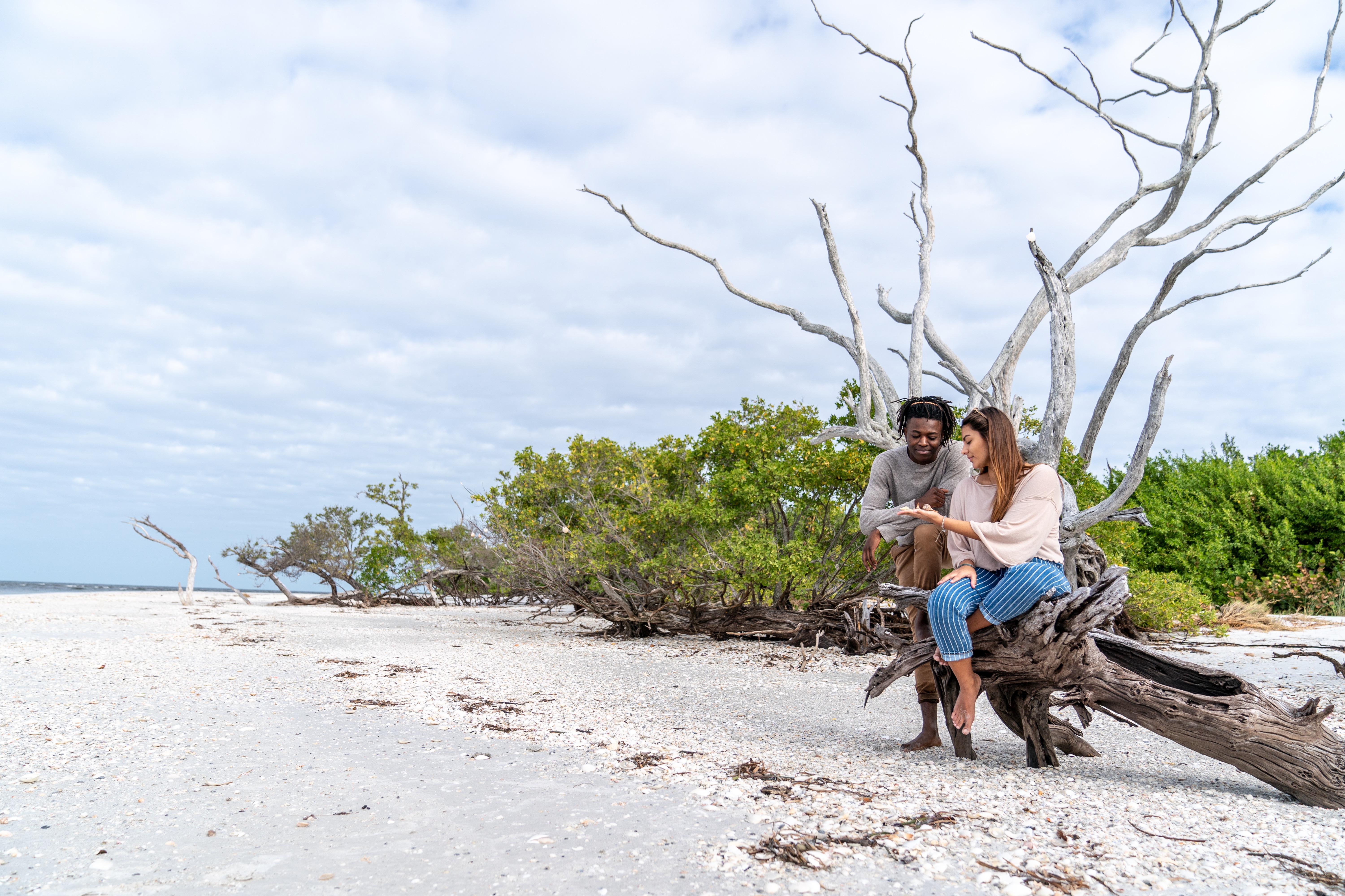 Young couple sitting on a large driftwood tree on the beach, examining the shells they collected
