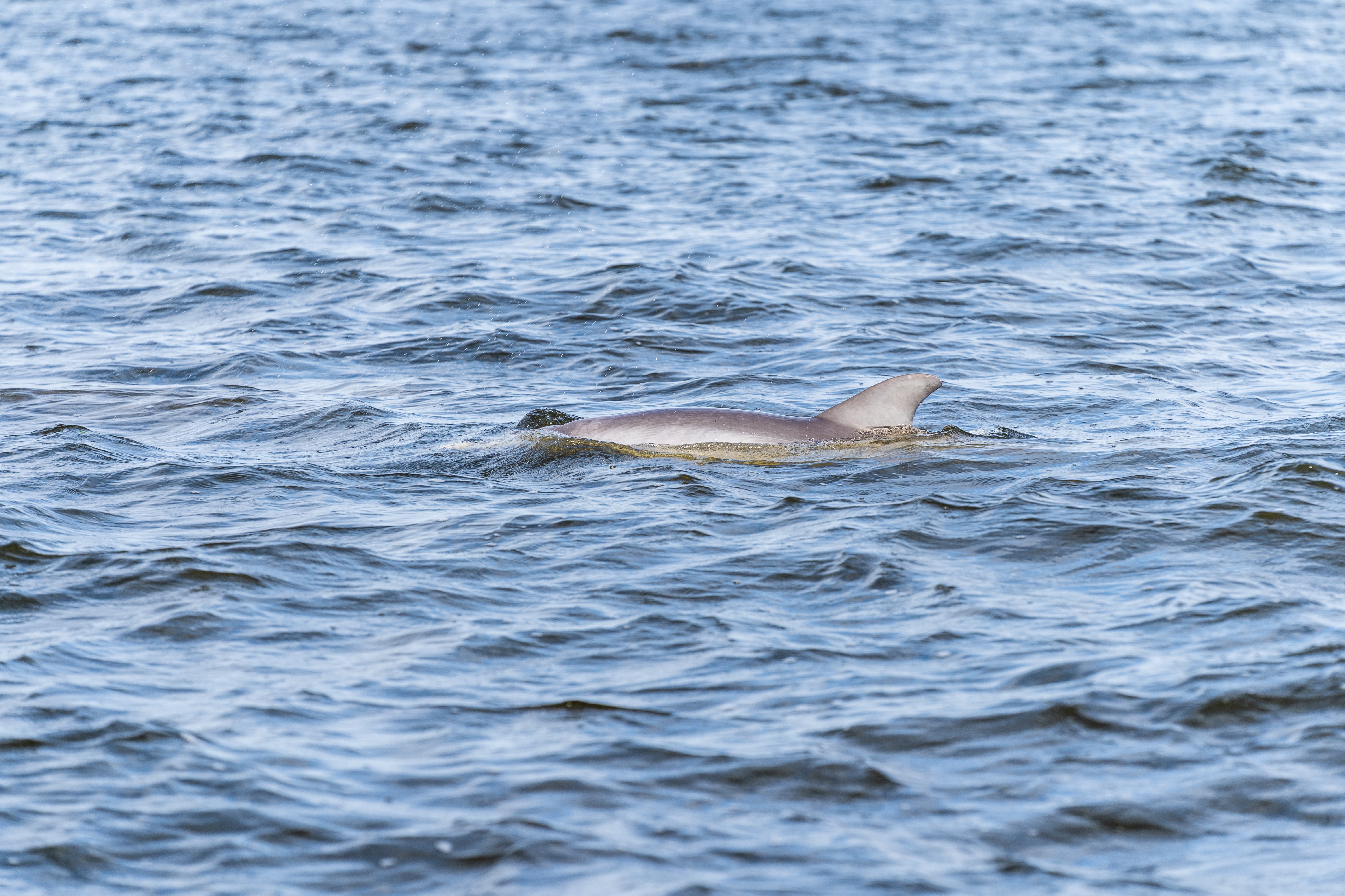 Dolphin fin peeking out of the water