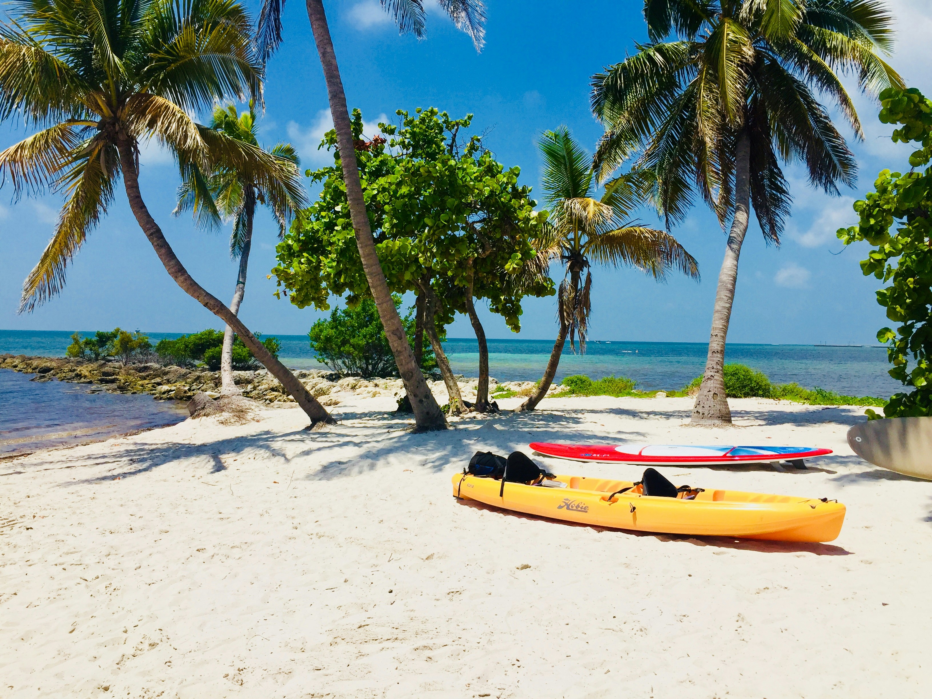 Kayaks on the beach next to palm trees