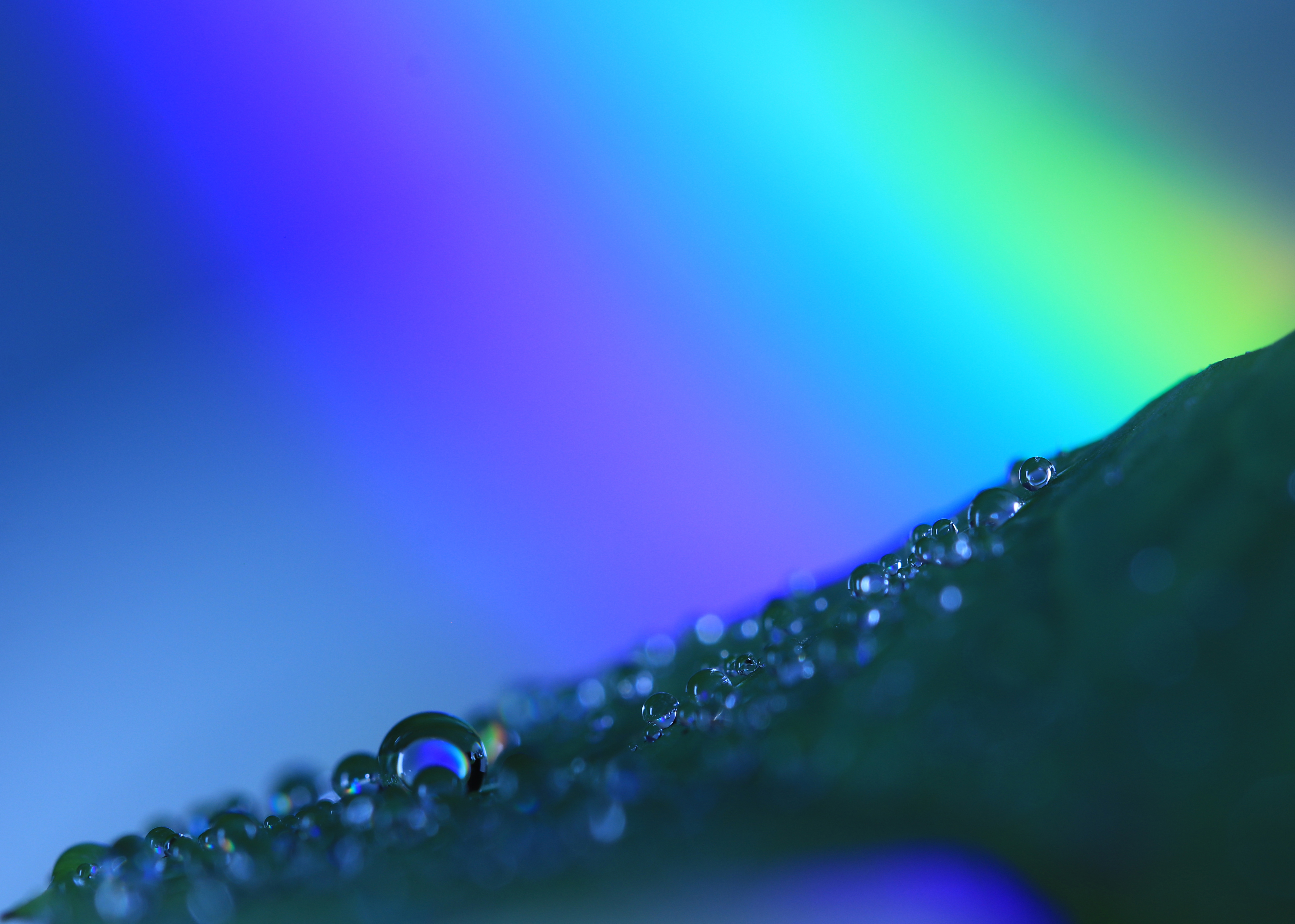 Water droplets on leaf against multicolored background