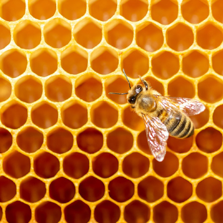 Image of a bee on honeycomb