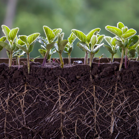 Image of plants with root system