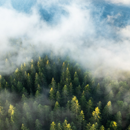 Image of a  forest with fog rolling in