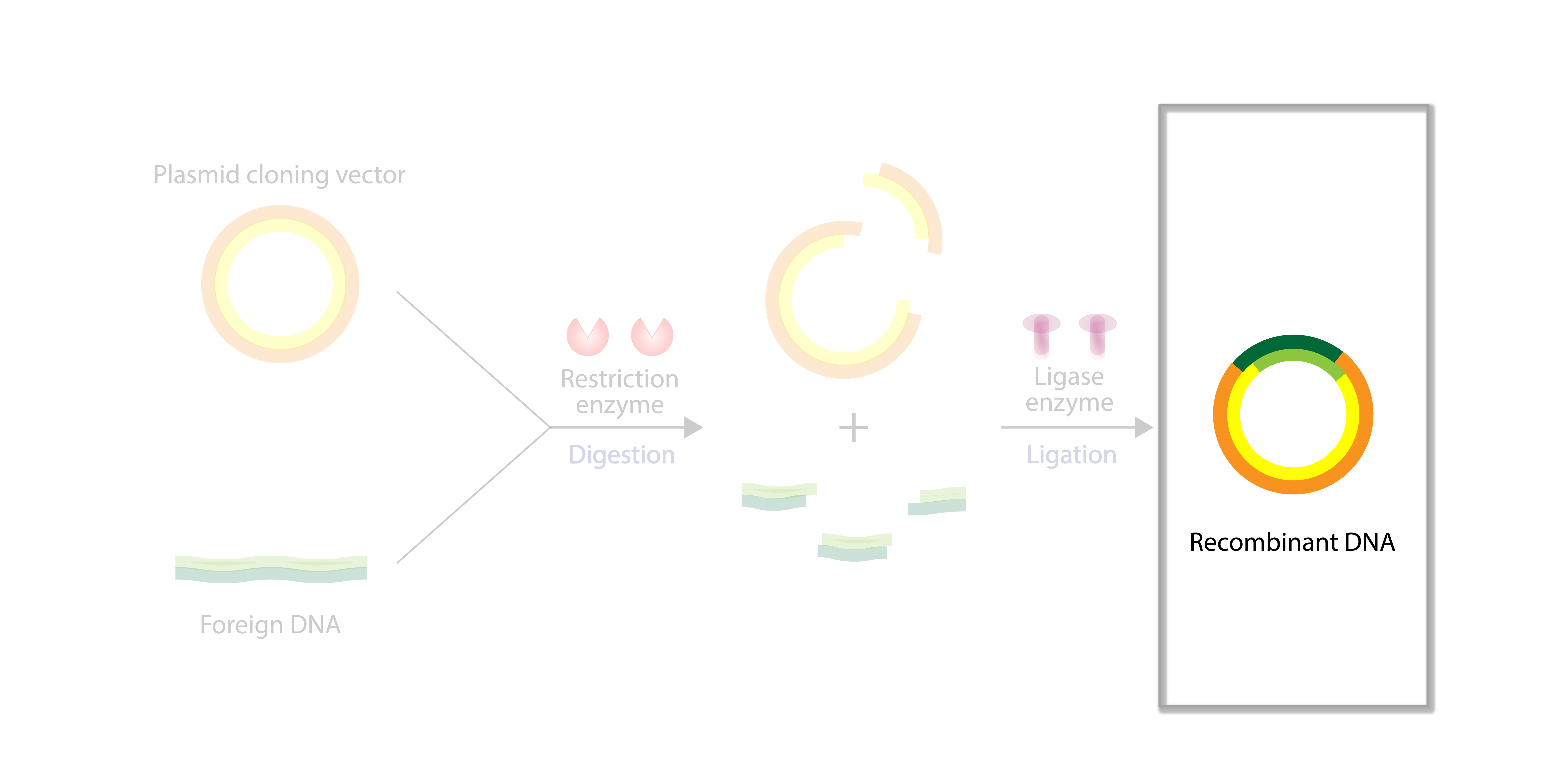 Molecular Cloning Workflow