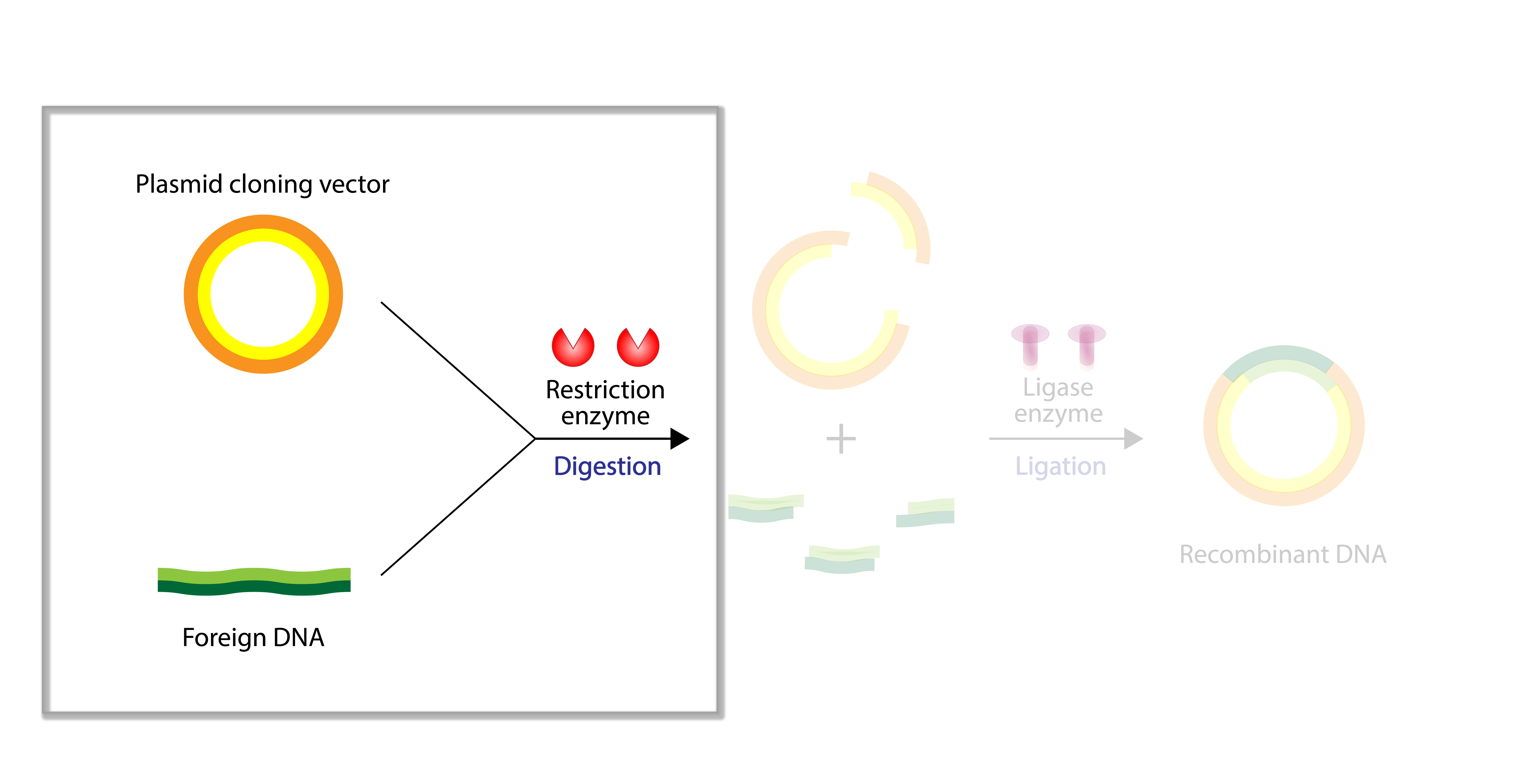Molecular Cloning Workflow