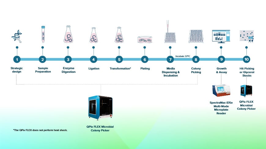 Molecular Cloning Workflow