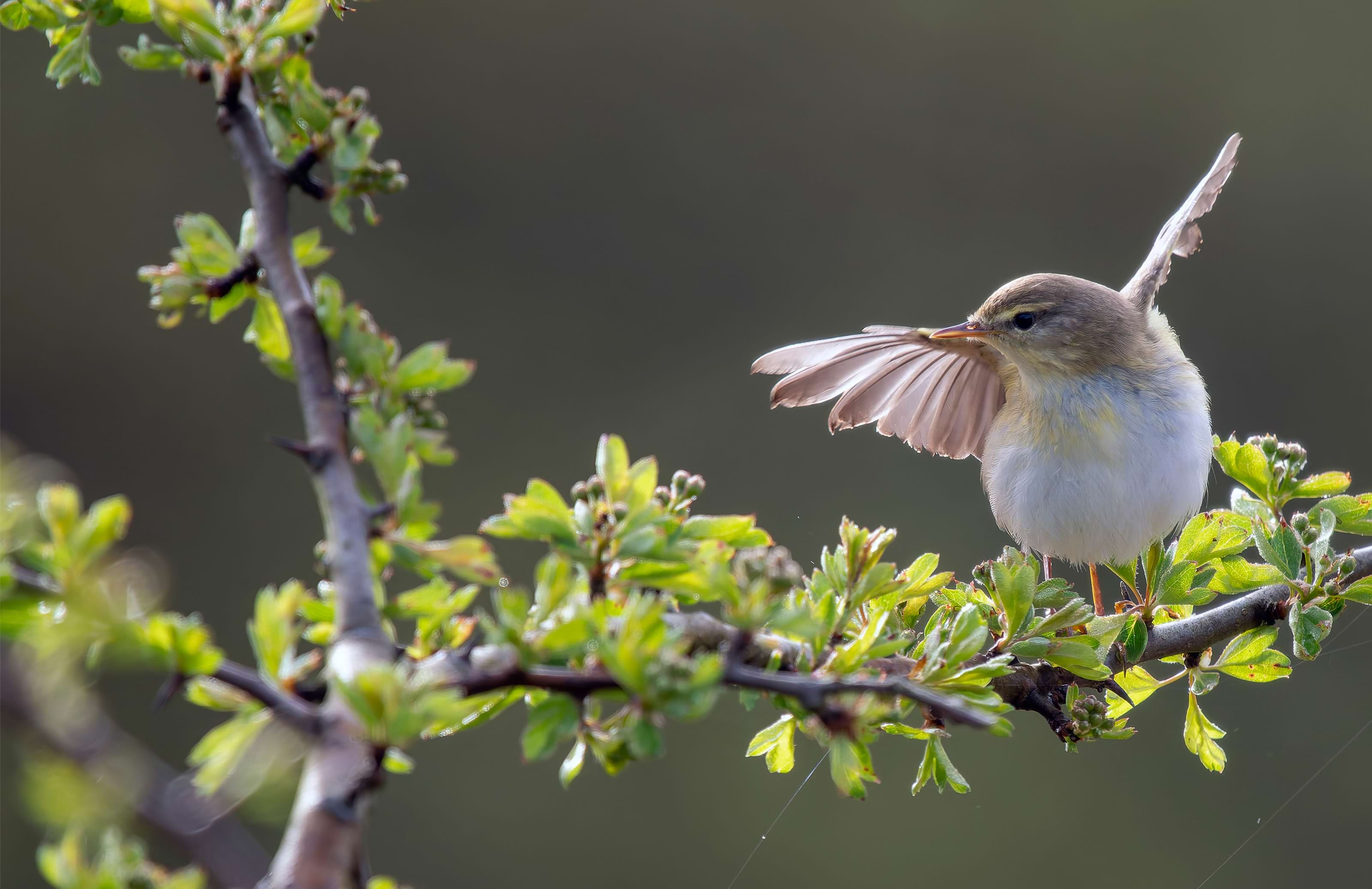 A common Chiff Chaff bird sat on a branch