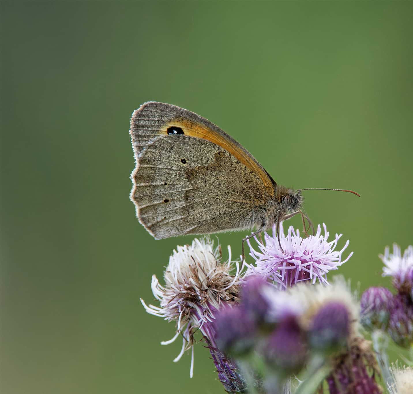 Meadow brown butterfly perched on a thistle flower head