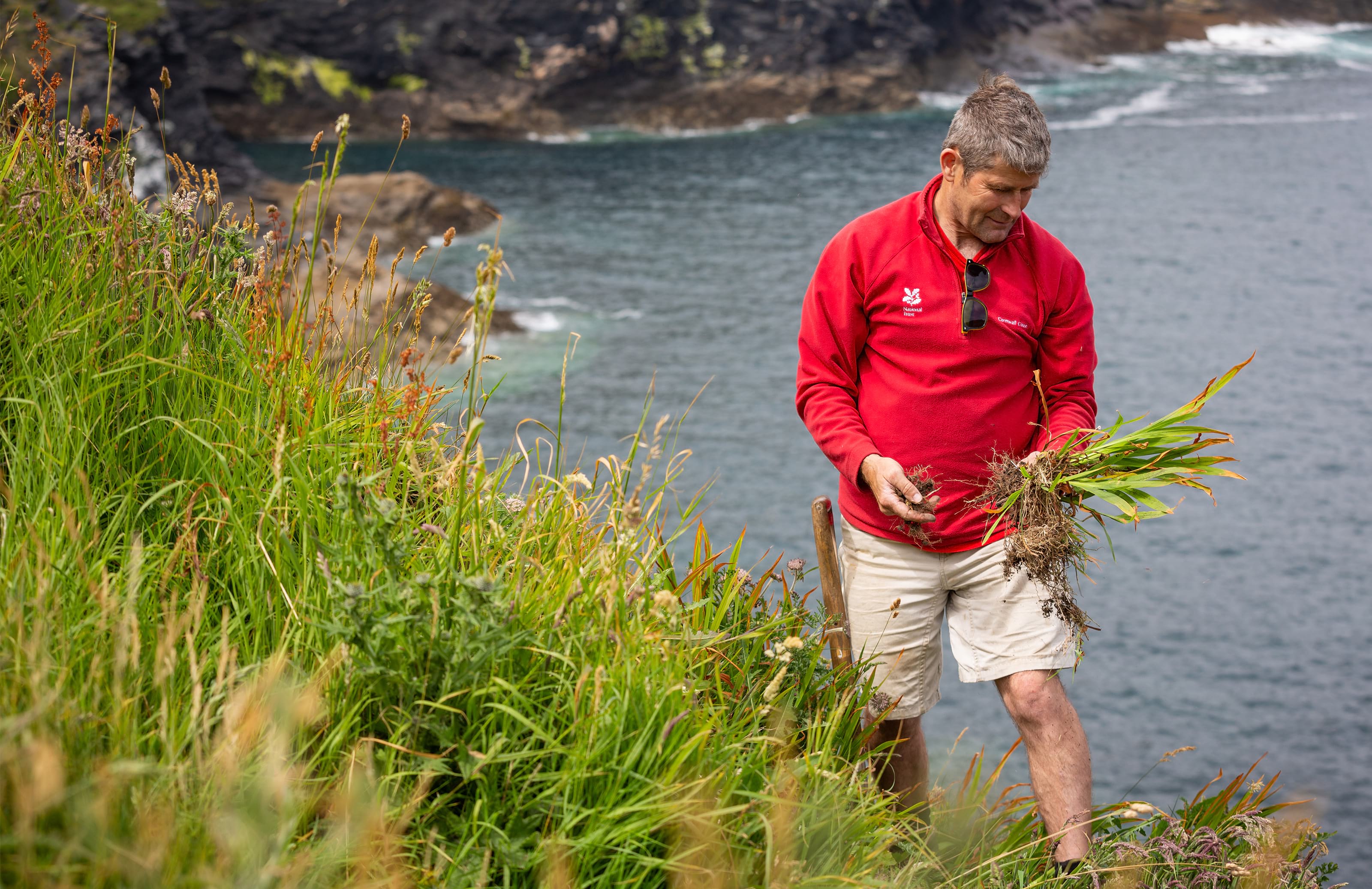 Ranger on cliff edge pulling weeds with sea visible in the background 