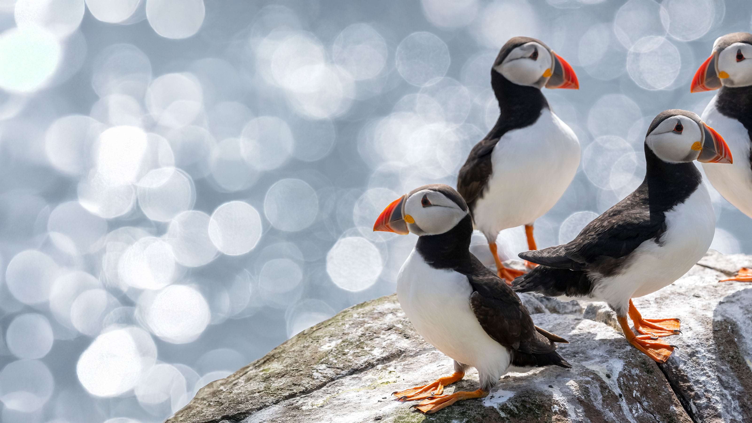 4 puffins sat on a rock in the sea