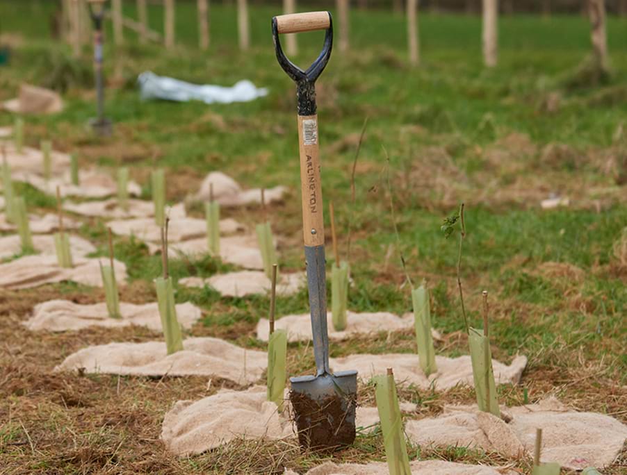 Saplings planted in field with group of people that are planting them seen in the distance