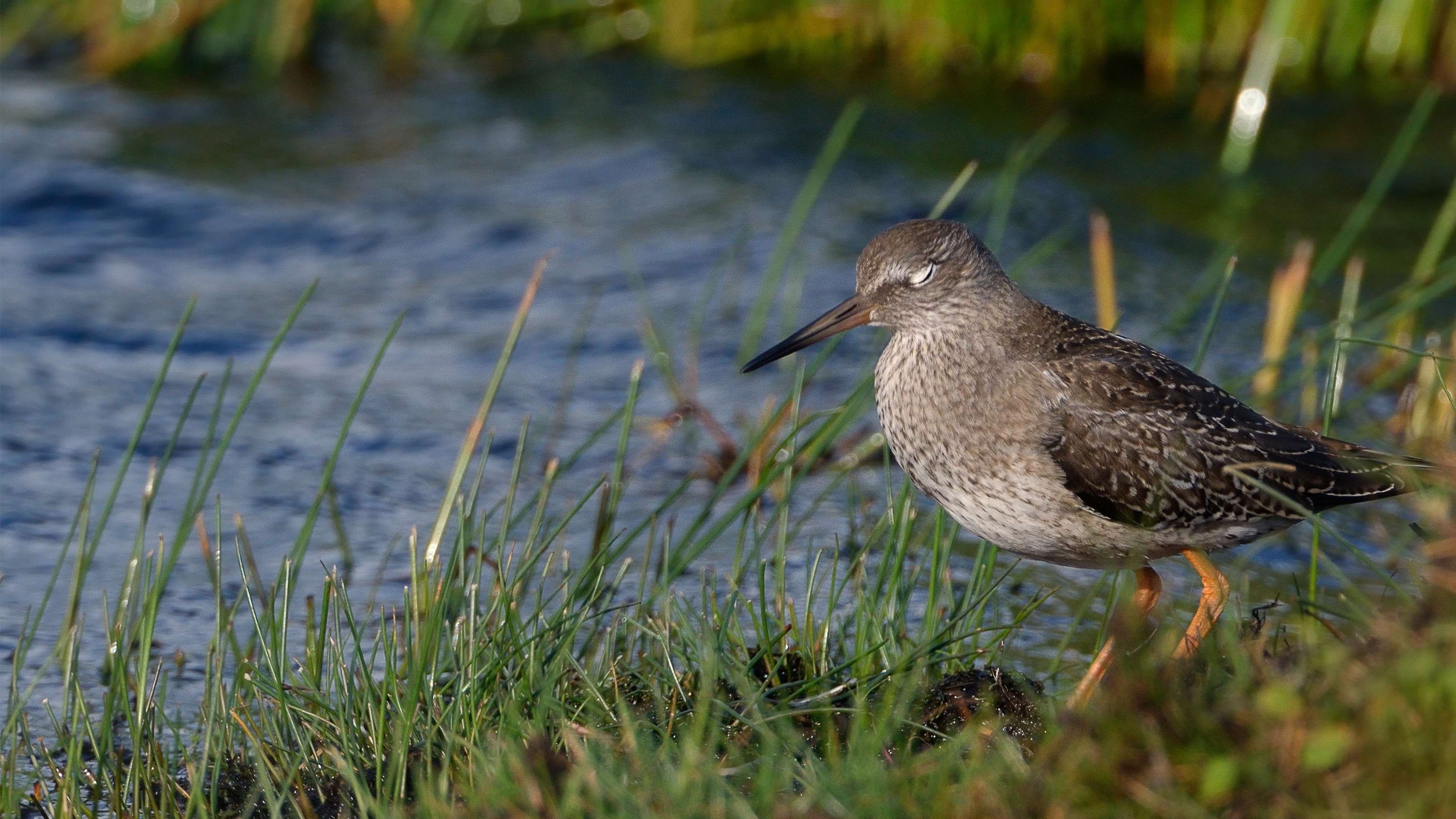 Redshank (Tringa totanus) with eyes closed, roosting on the shore of a freshwater pool