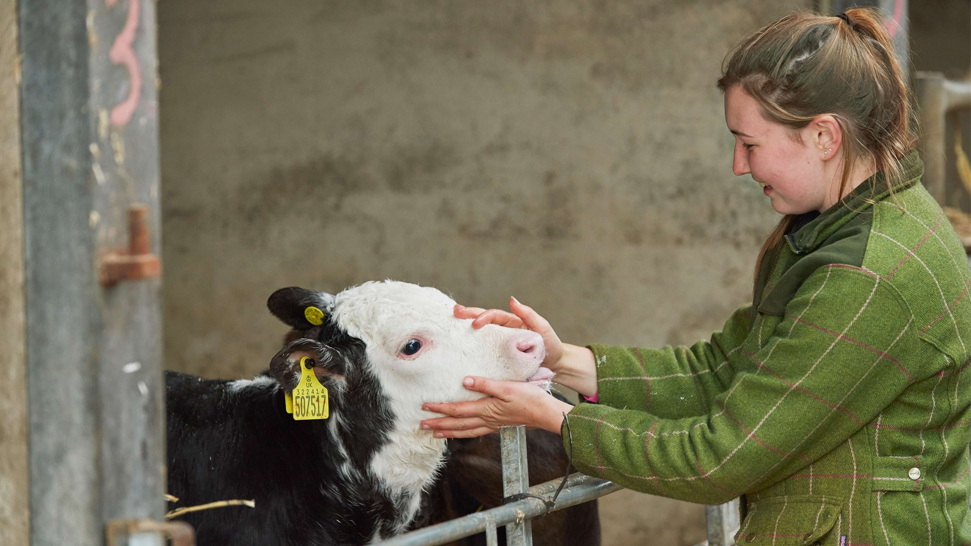 Farmer strokes calfs face over stable gate 