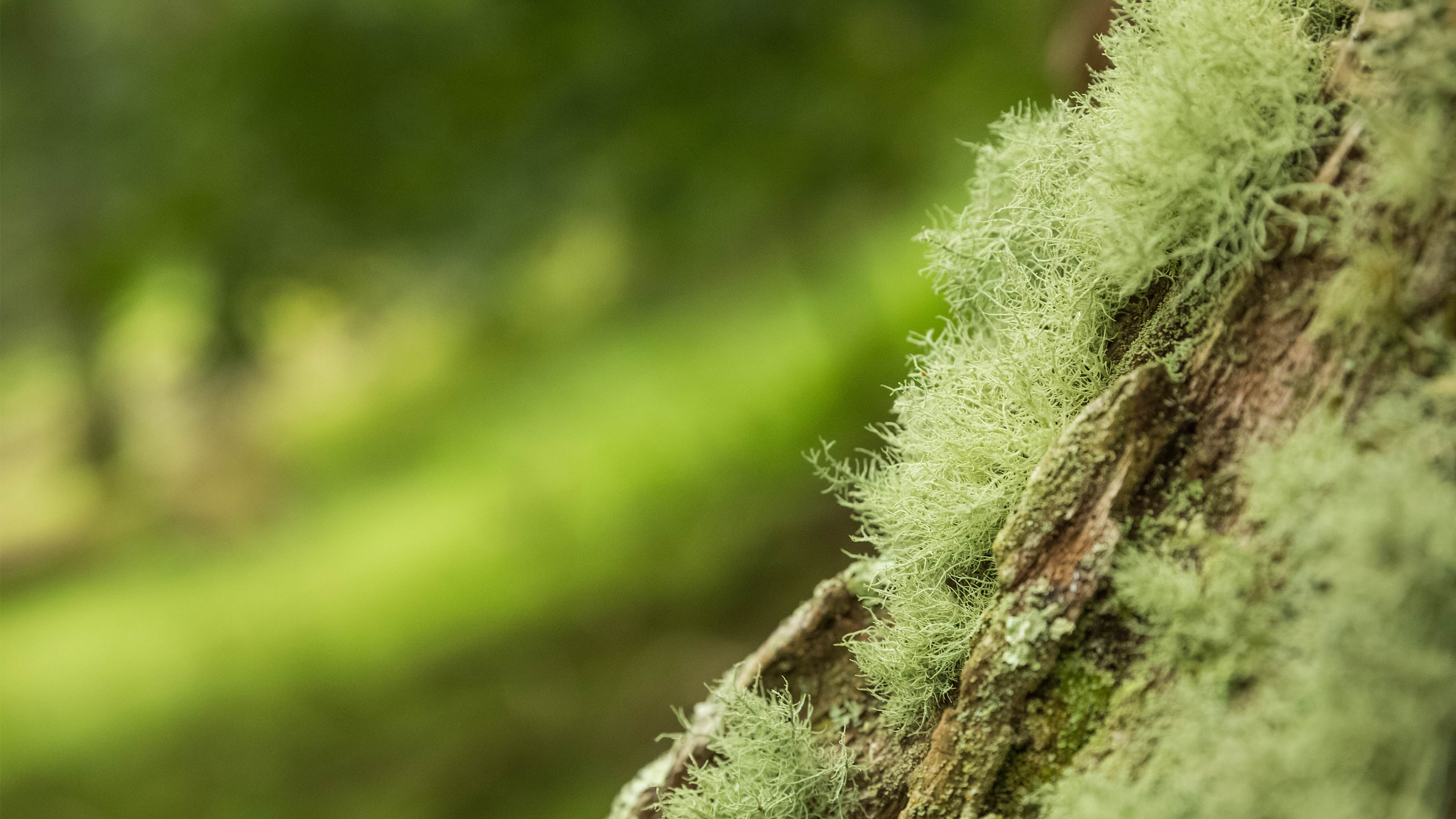 Close up of soft lichen growing from the bark on a tree