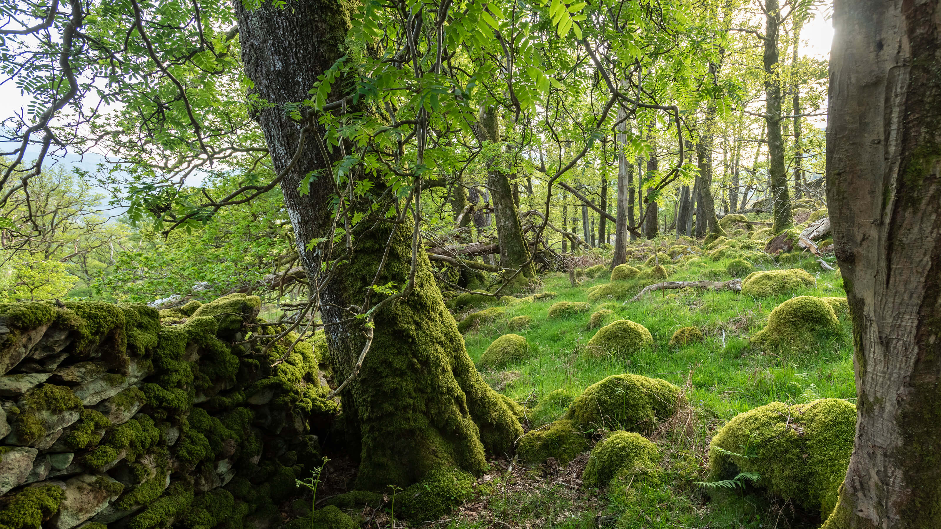 View of Johnny Wood at Rosthwaite, Borrowdale and Derwent Water, Cumbria