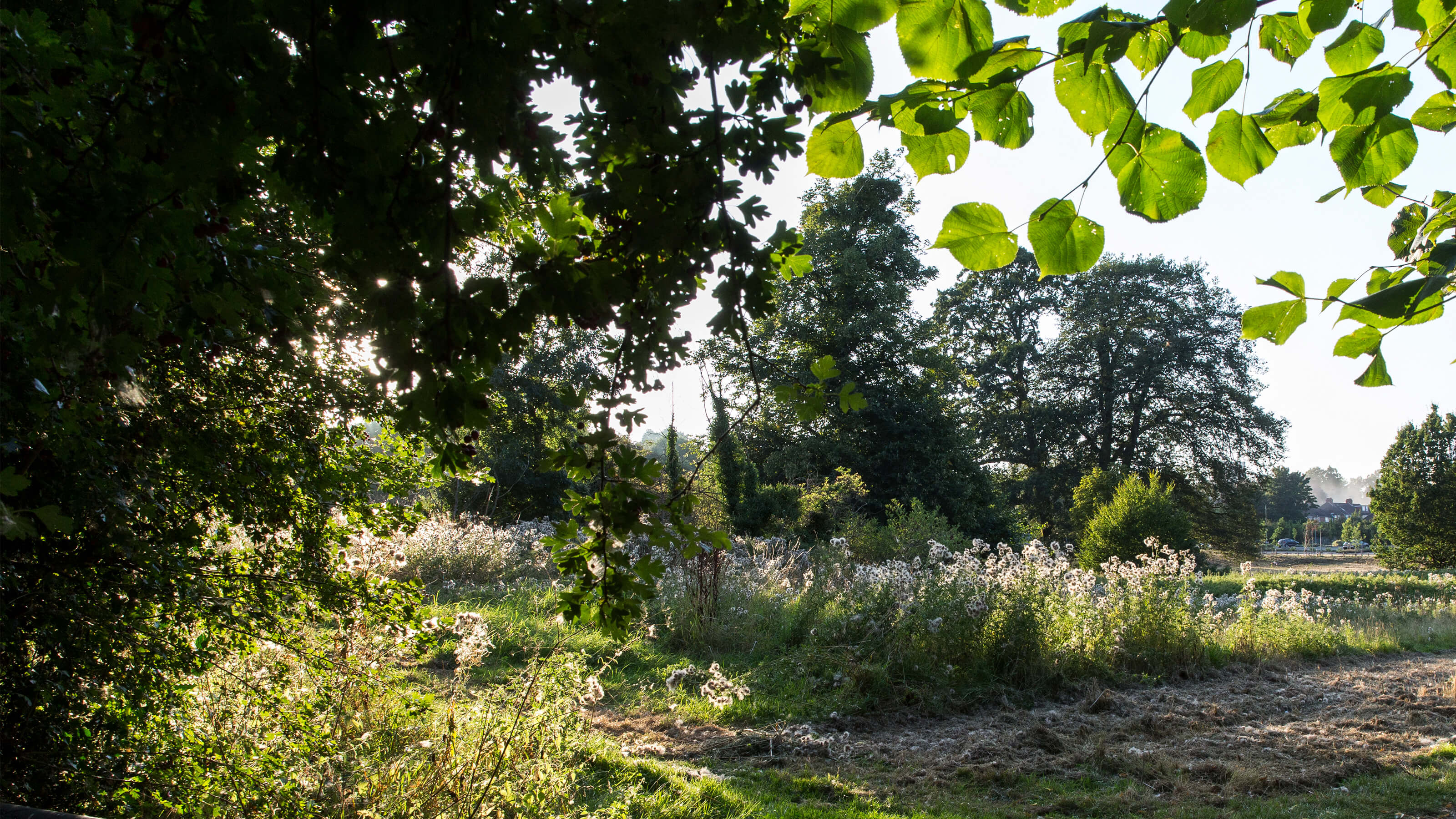 A sunny day at Charterhouse Heritage Park
