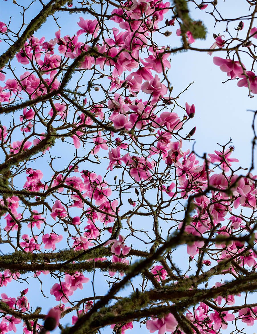Magnolia tree in flower
