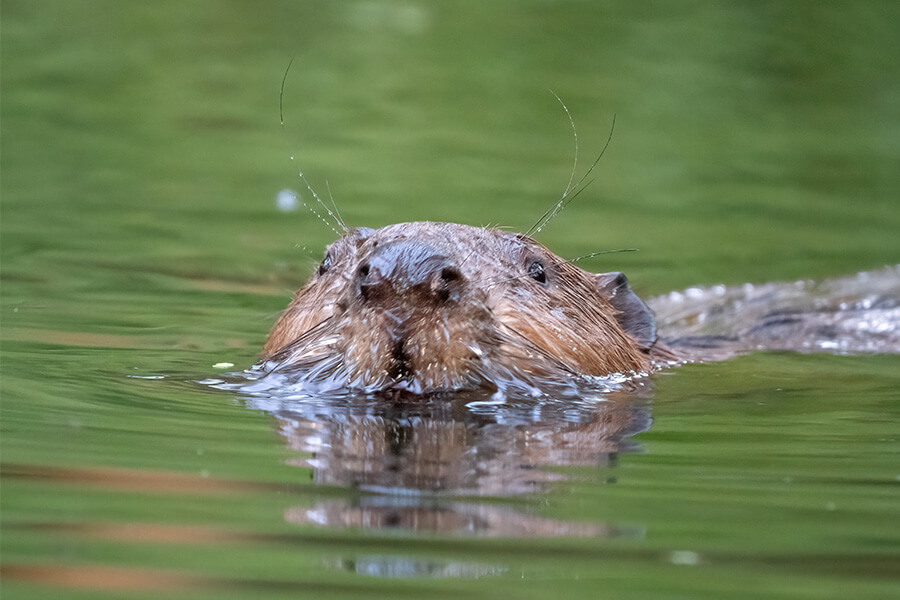 Beaver (Castor fiber) at the Paddocks enclosure