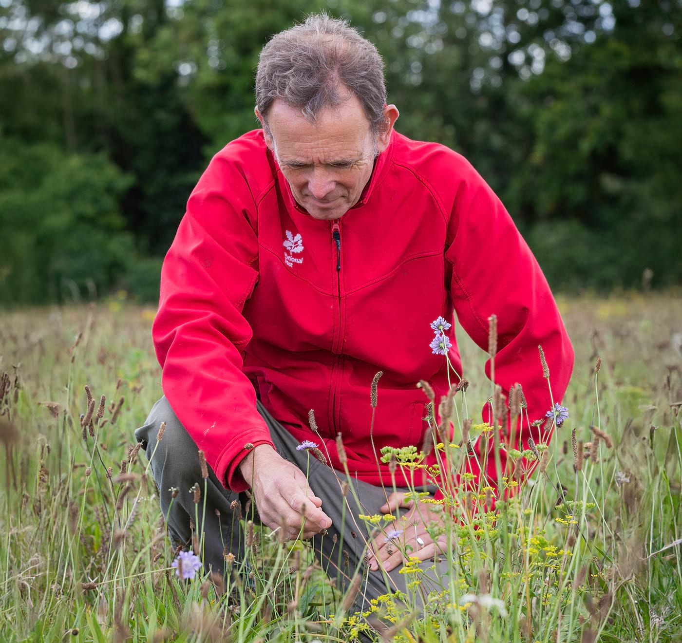 Ranger looking for indicator species in the new wildflower meadows in the Stonehenge Landscape, Wiltshire