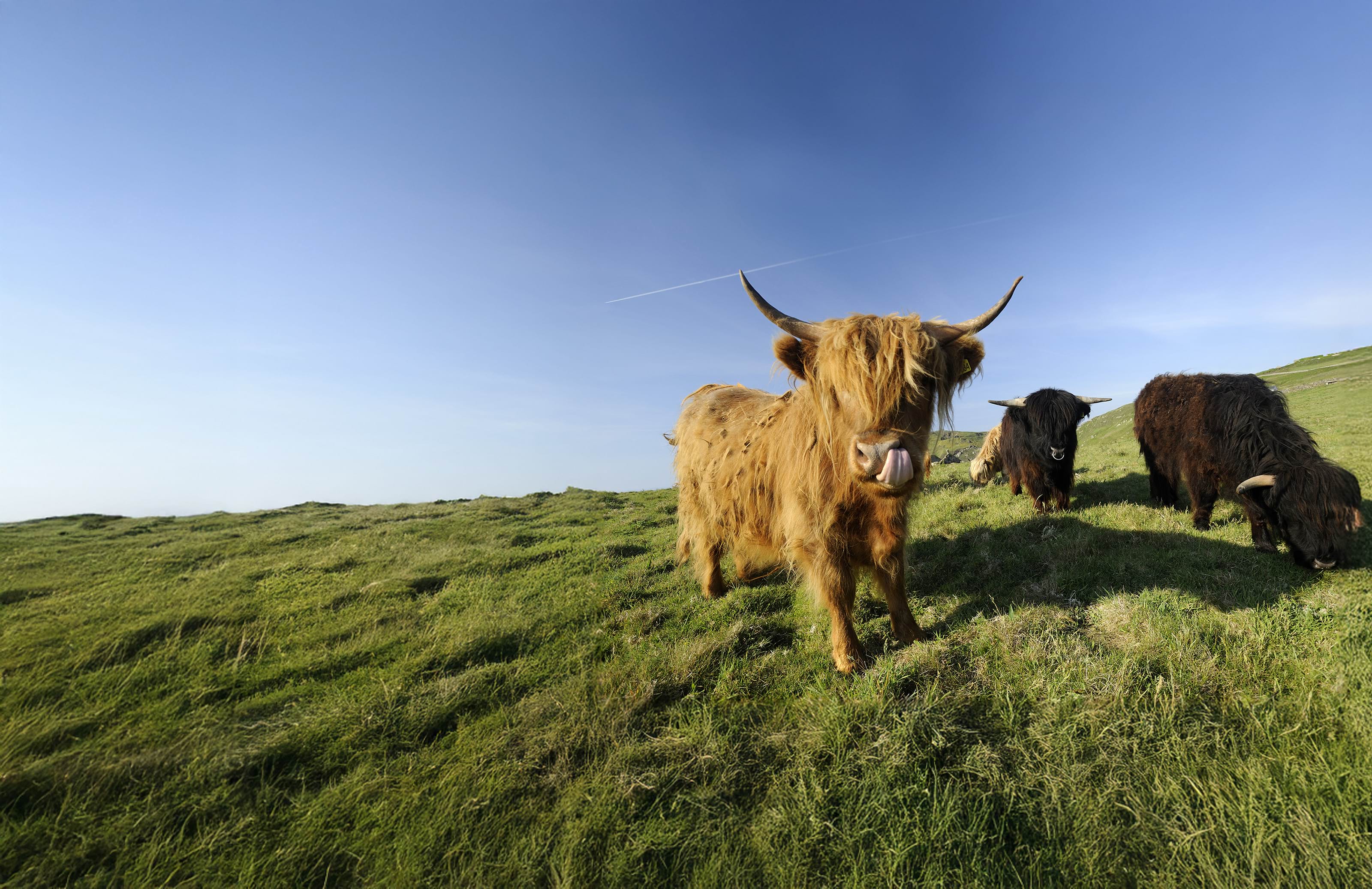 Highland cattle grazing the National Trust coastline