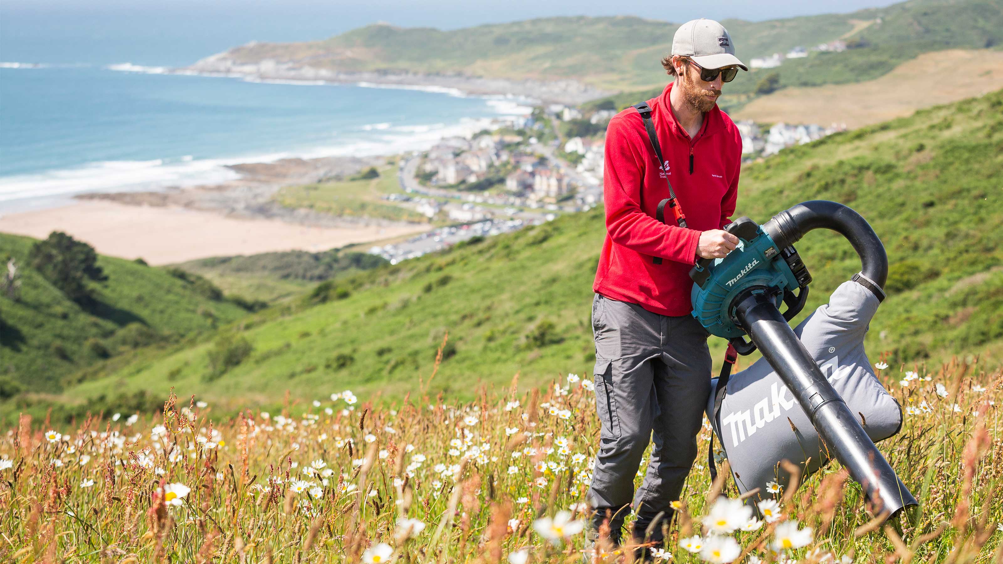 Ranger collecting Yellow-rattle (Rhinanthus minor) seeds at Woolacombe, Devon