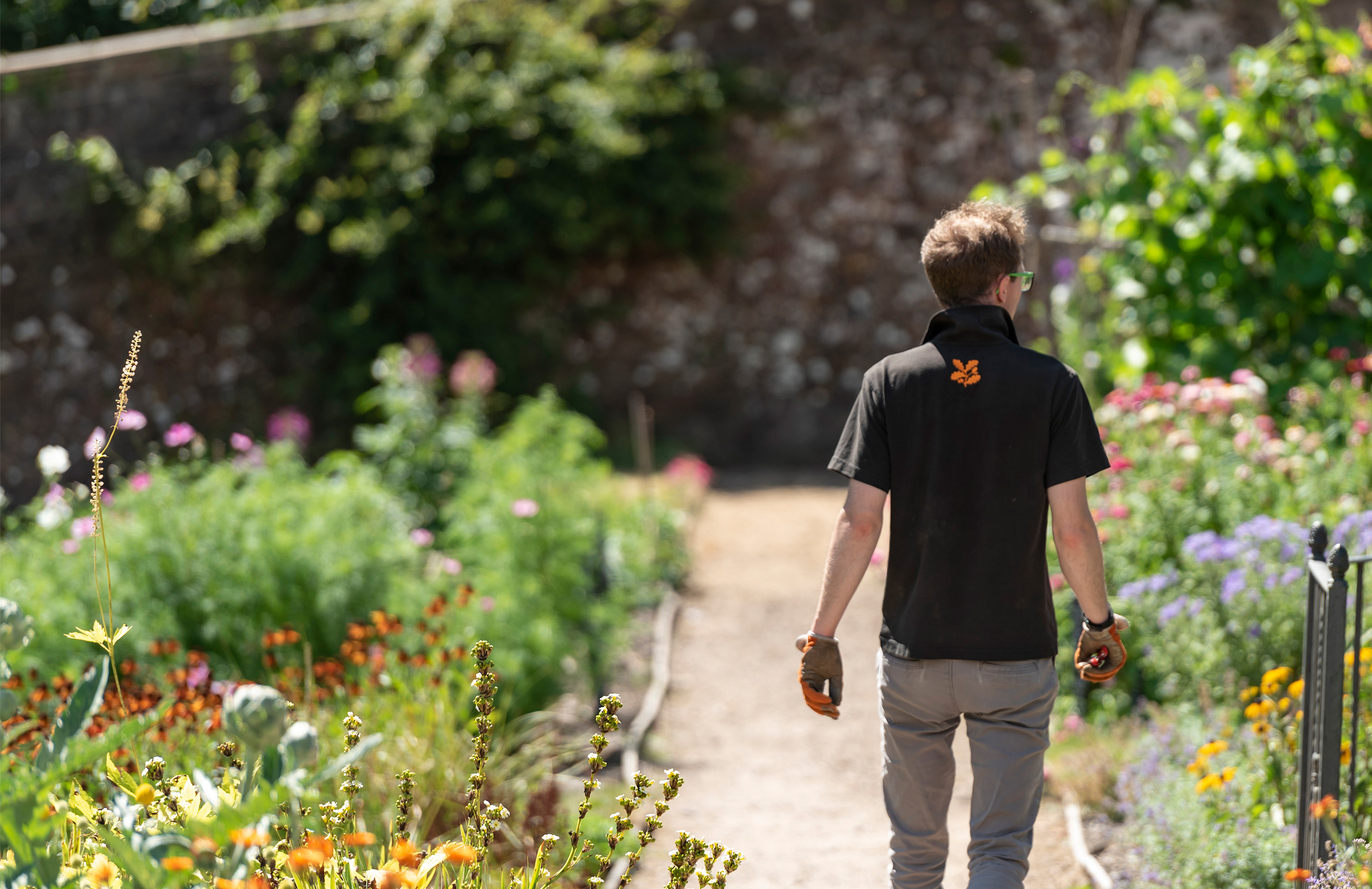 Gardener with their back to the camera walking up a gravel path with flower beds either side in a walled garden