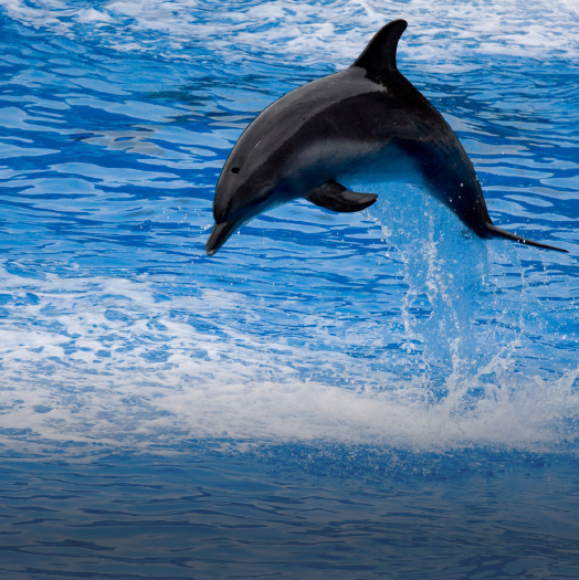 Ocean Genome Legacy