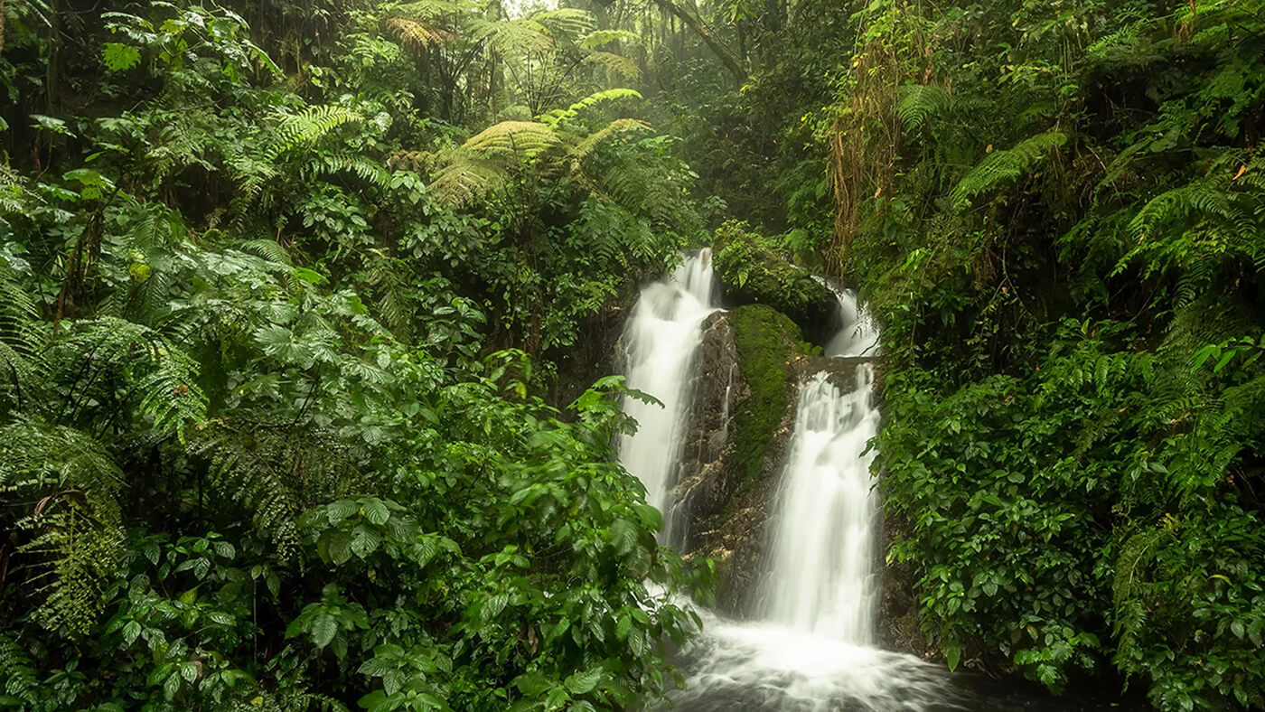 Lush green rainforest with a double waterfall flowing between dense foliage.