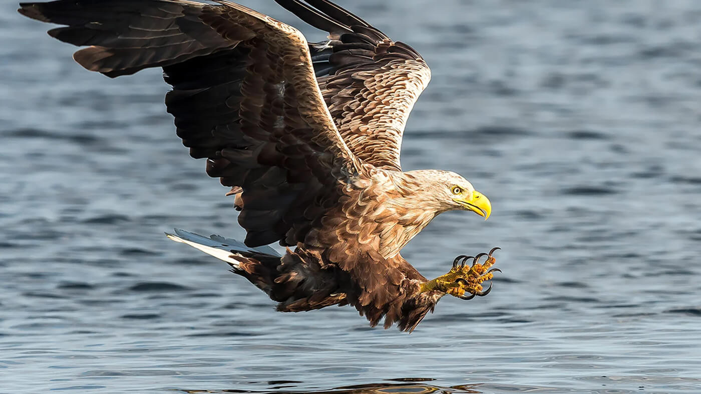 A brown and white eagle swooping low over water with wings spread and talons extended.