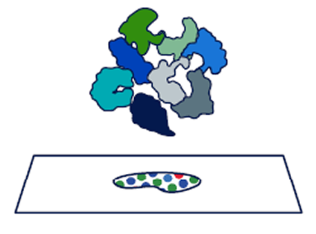illustration of same slide processed to detect RNA and then protein