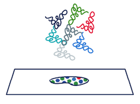 illustration of same slide processed to detect RNA and then protein