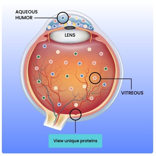Ocular Diagram