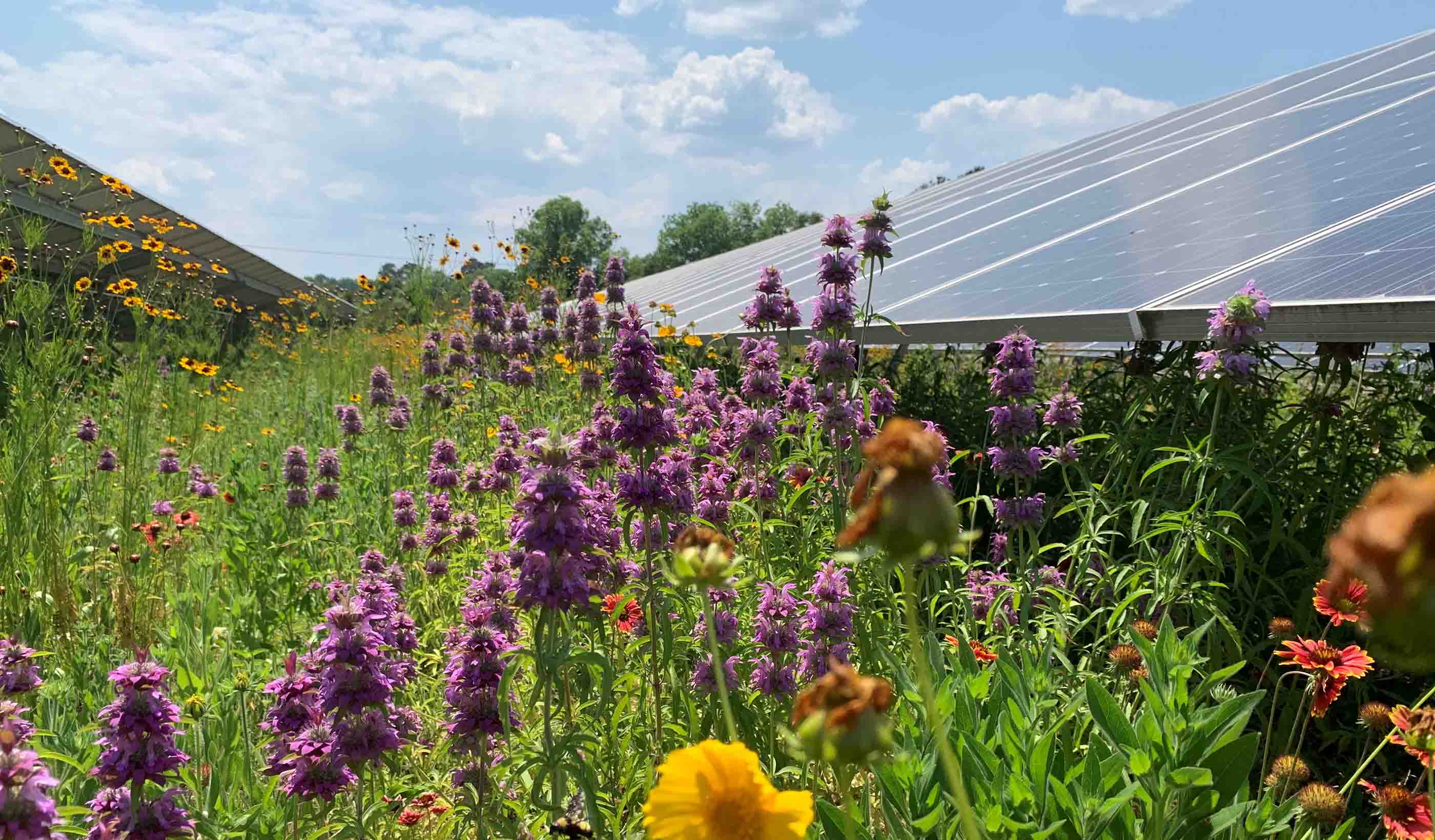 Pollinator-friendly solar farms involve planting native shrubs, grasses and flowers beneath solar panels.