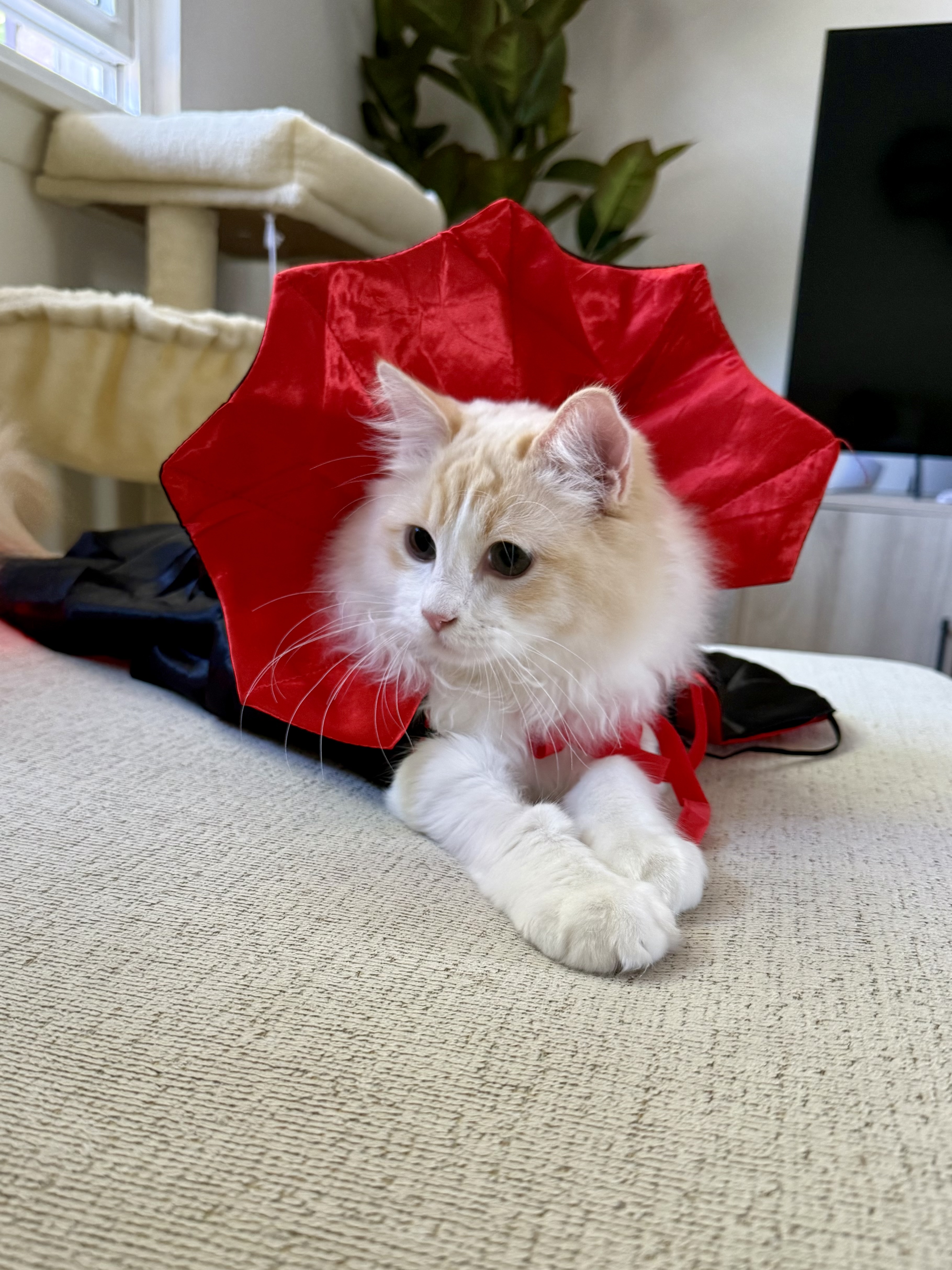 Orange and white kitten in a vampire cape
