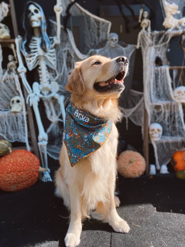Golden retriever in a halloween bandana 
