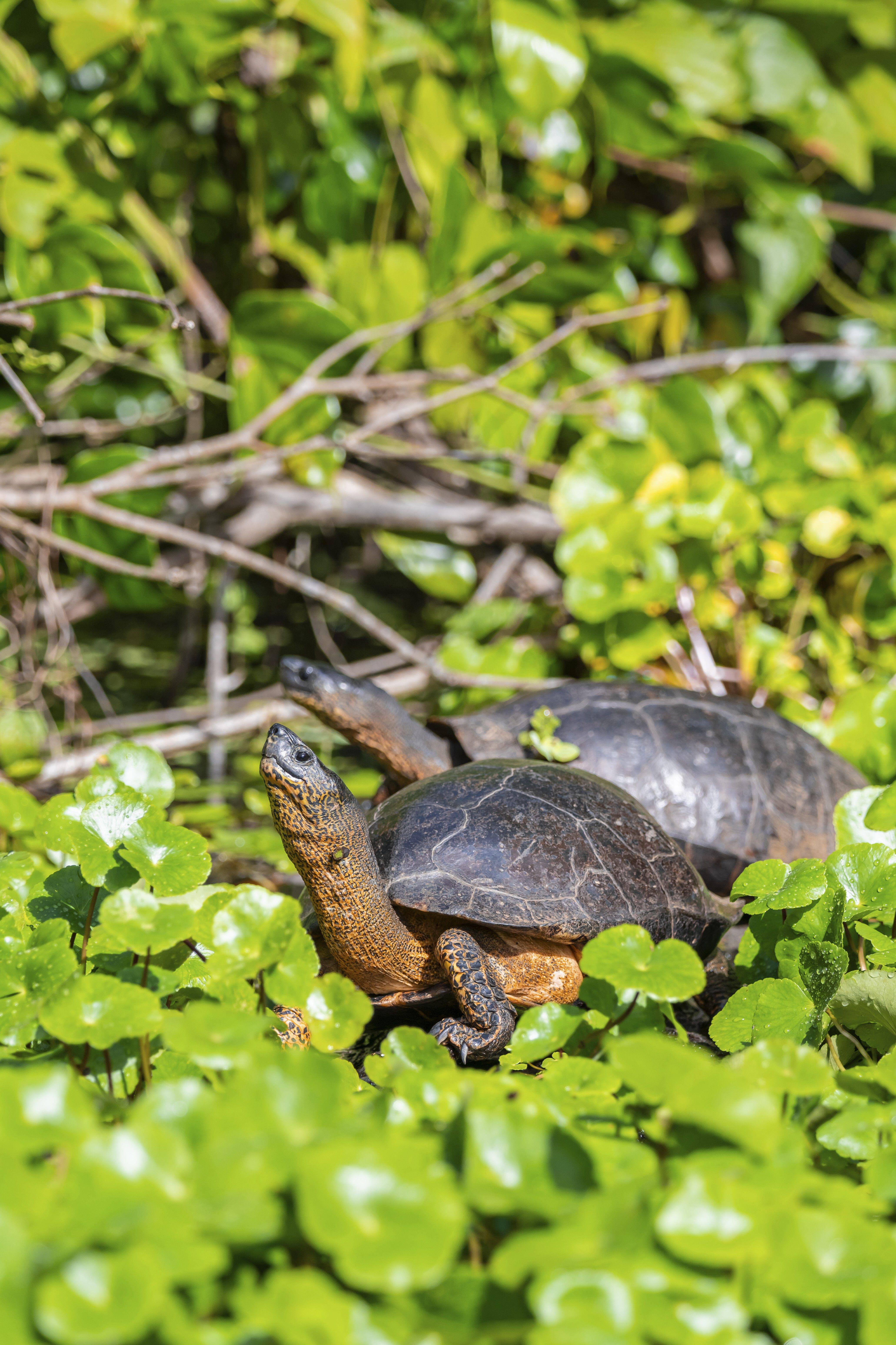 Close up of a smiling female entrepreneur. Businesswoman sitting at her desk working on laptop.