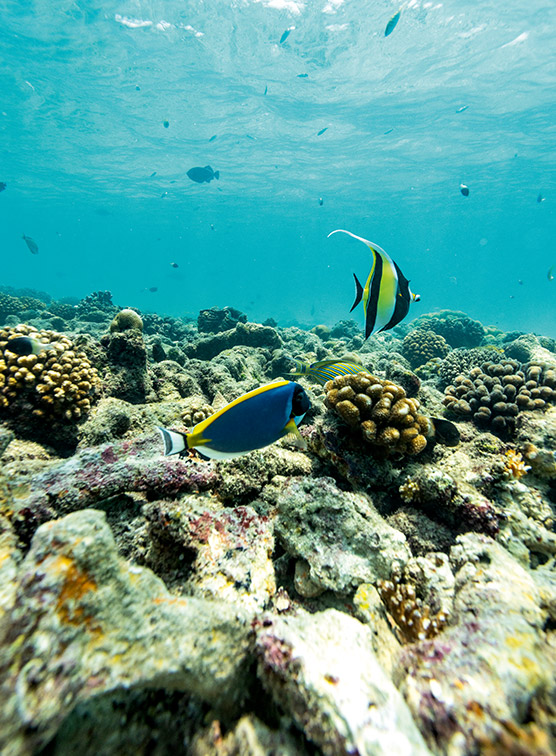 An underwater reef with colourful fish.