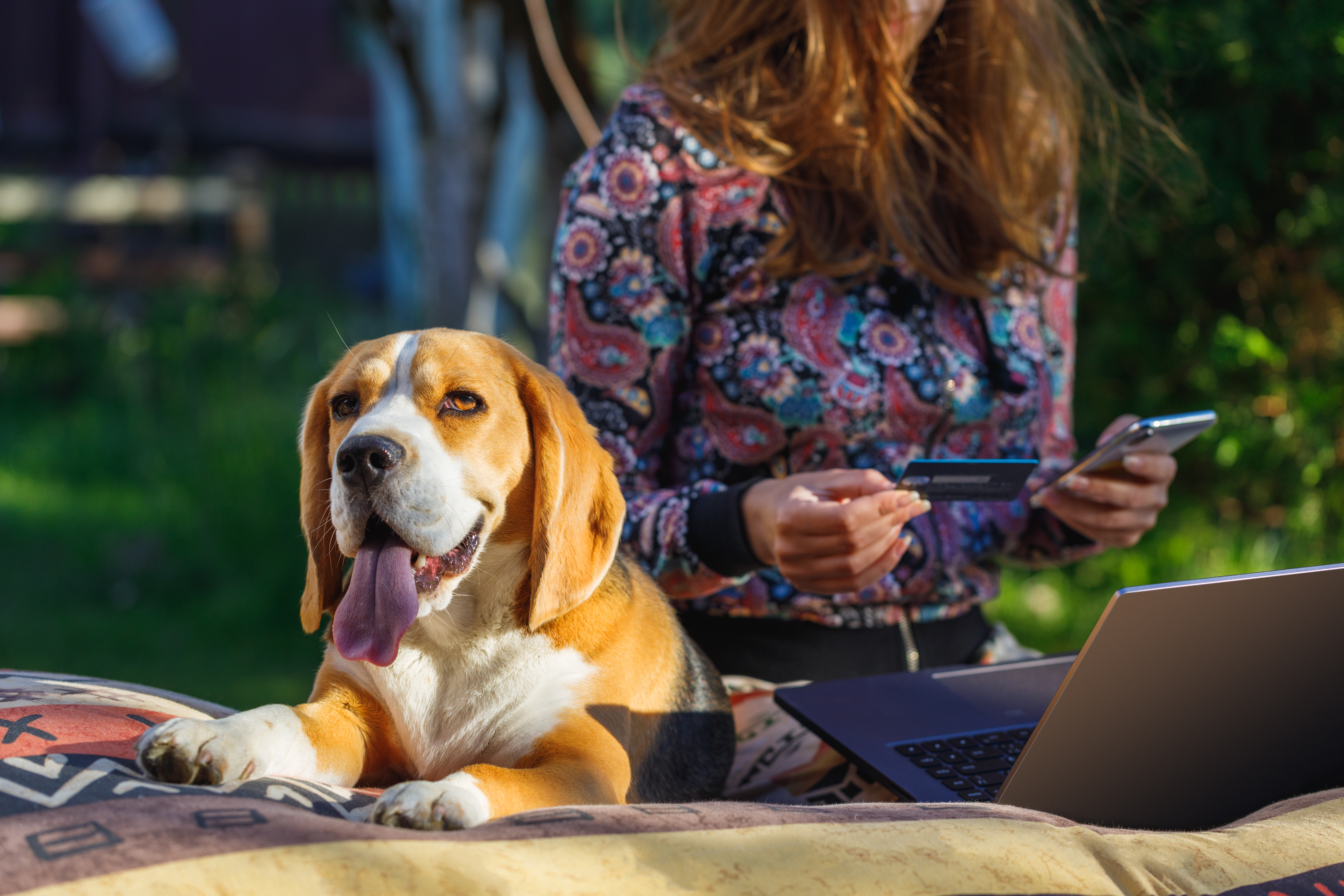 A dog with a woman sit on a mattress outdoors. There is a beagle in focus. A woman in the background is blurred, she is shopping online on a notebook computer and holding a credit card.
